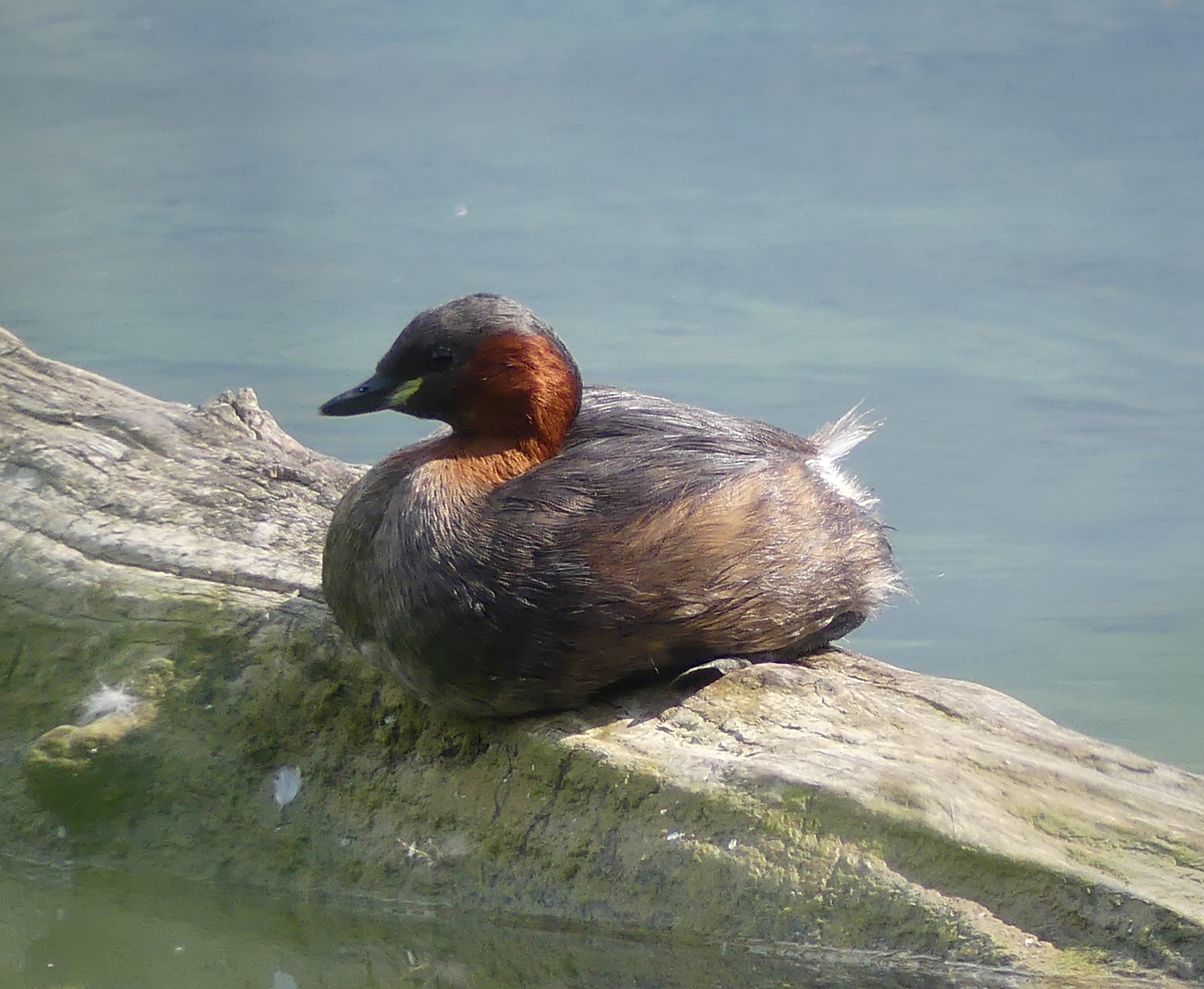 Little Grebe
