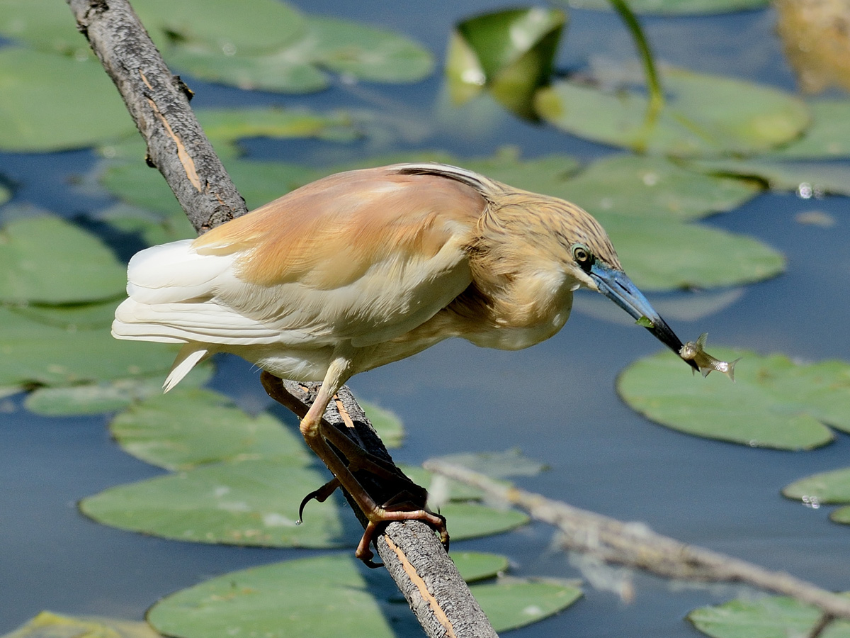 Sgarza ciuffetto con pesce