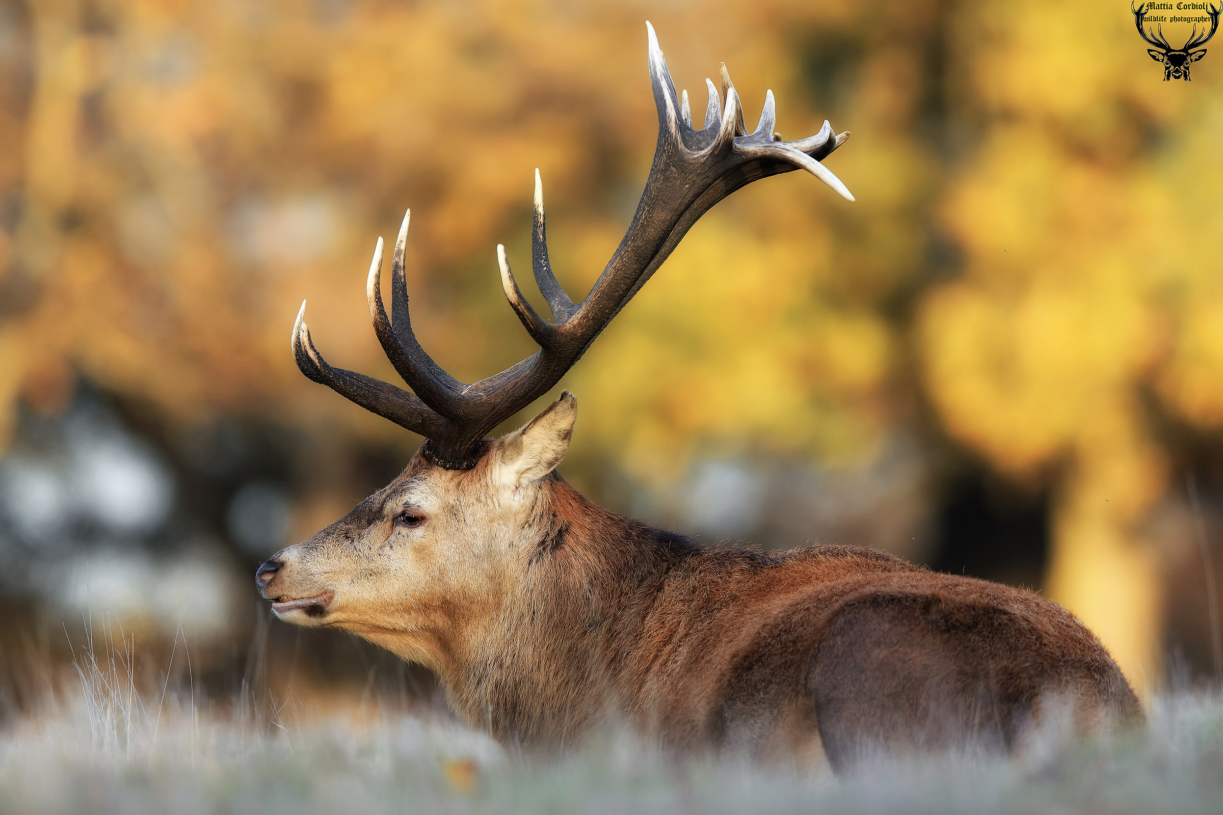 The rest of the giant