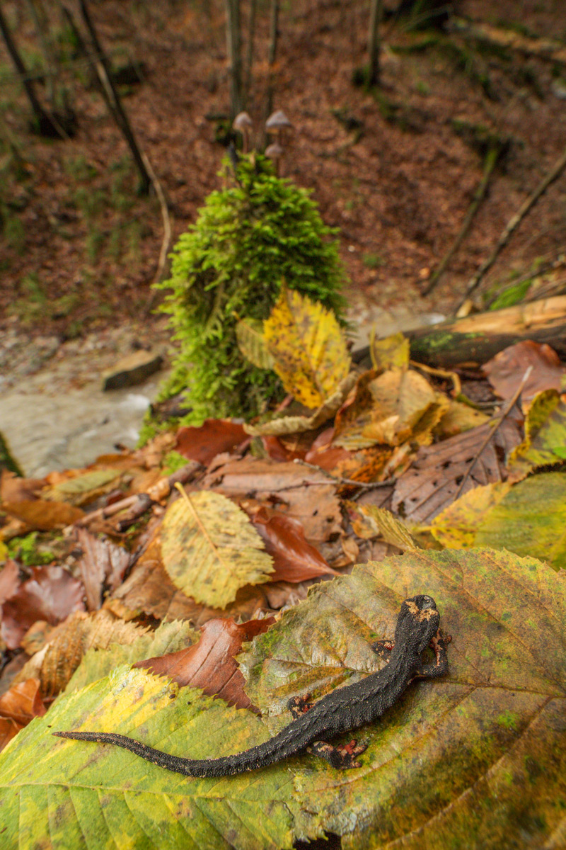 Salamandrina perspicillata