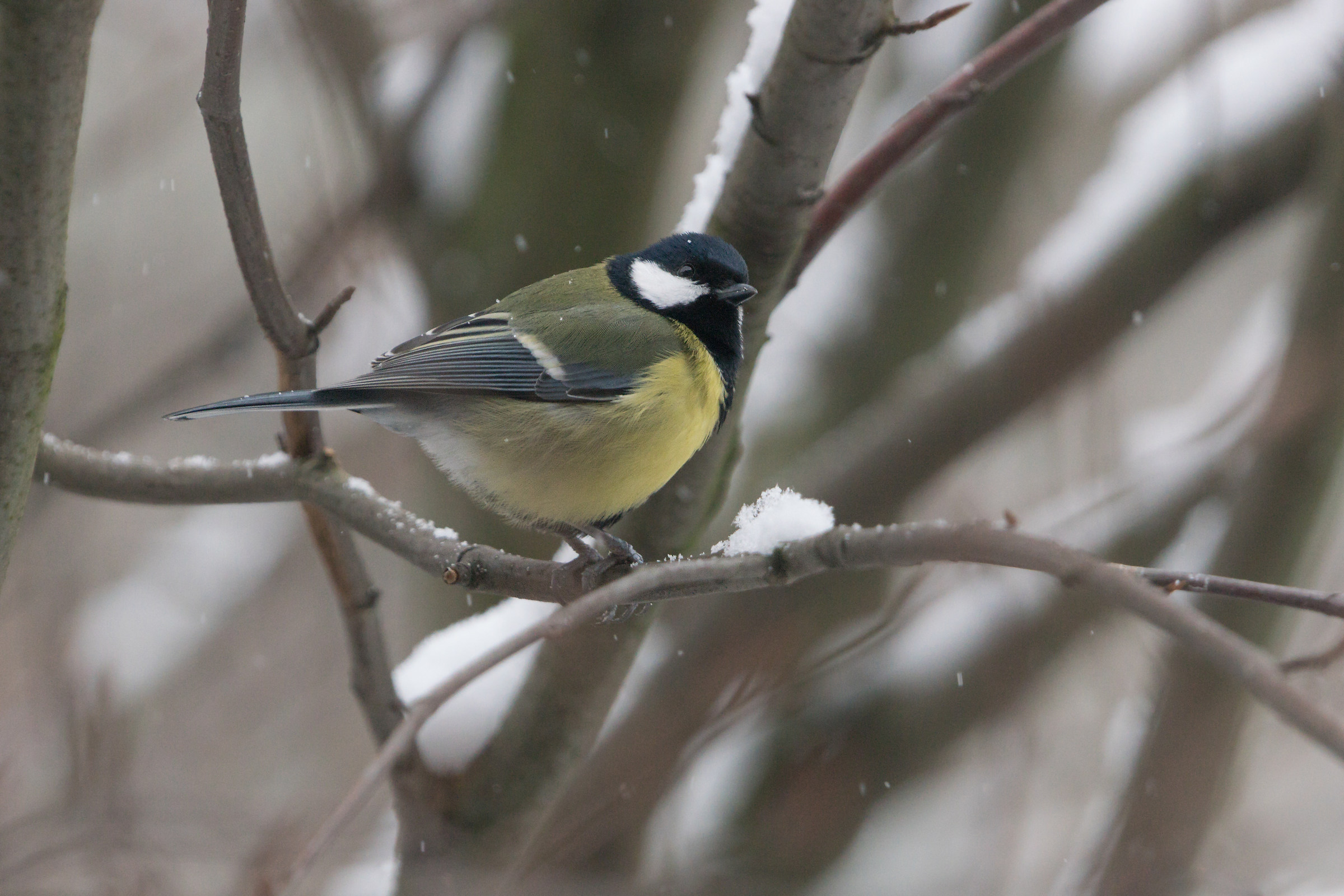 Grande tit (Parus major)