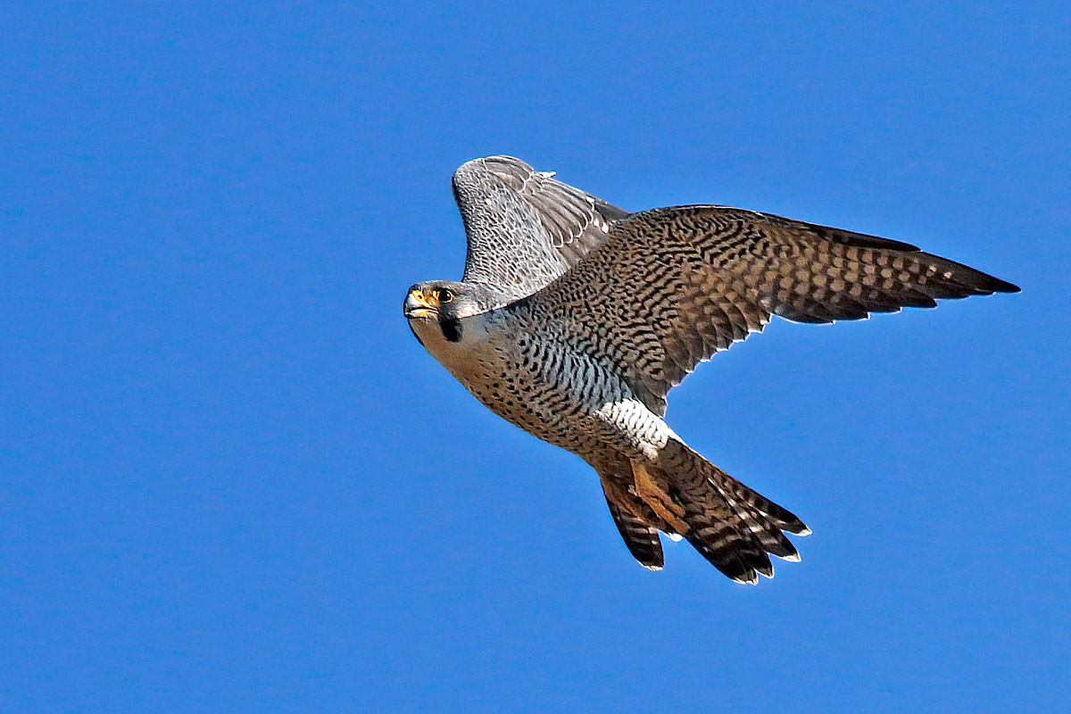 Peregrine falcon