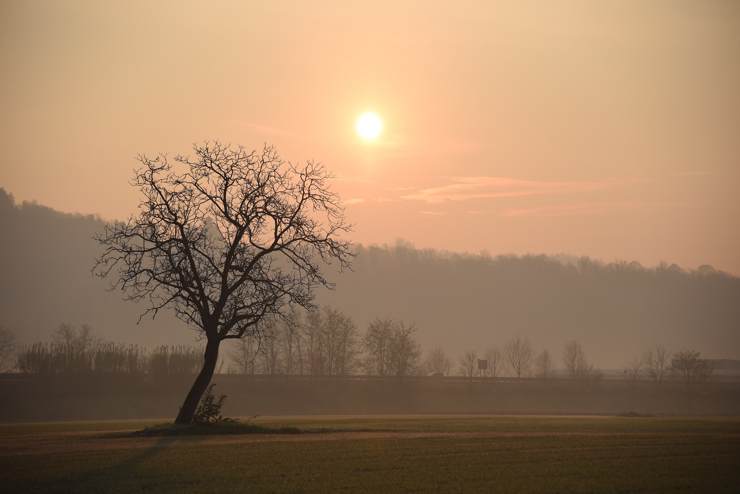 Tree and Sun
