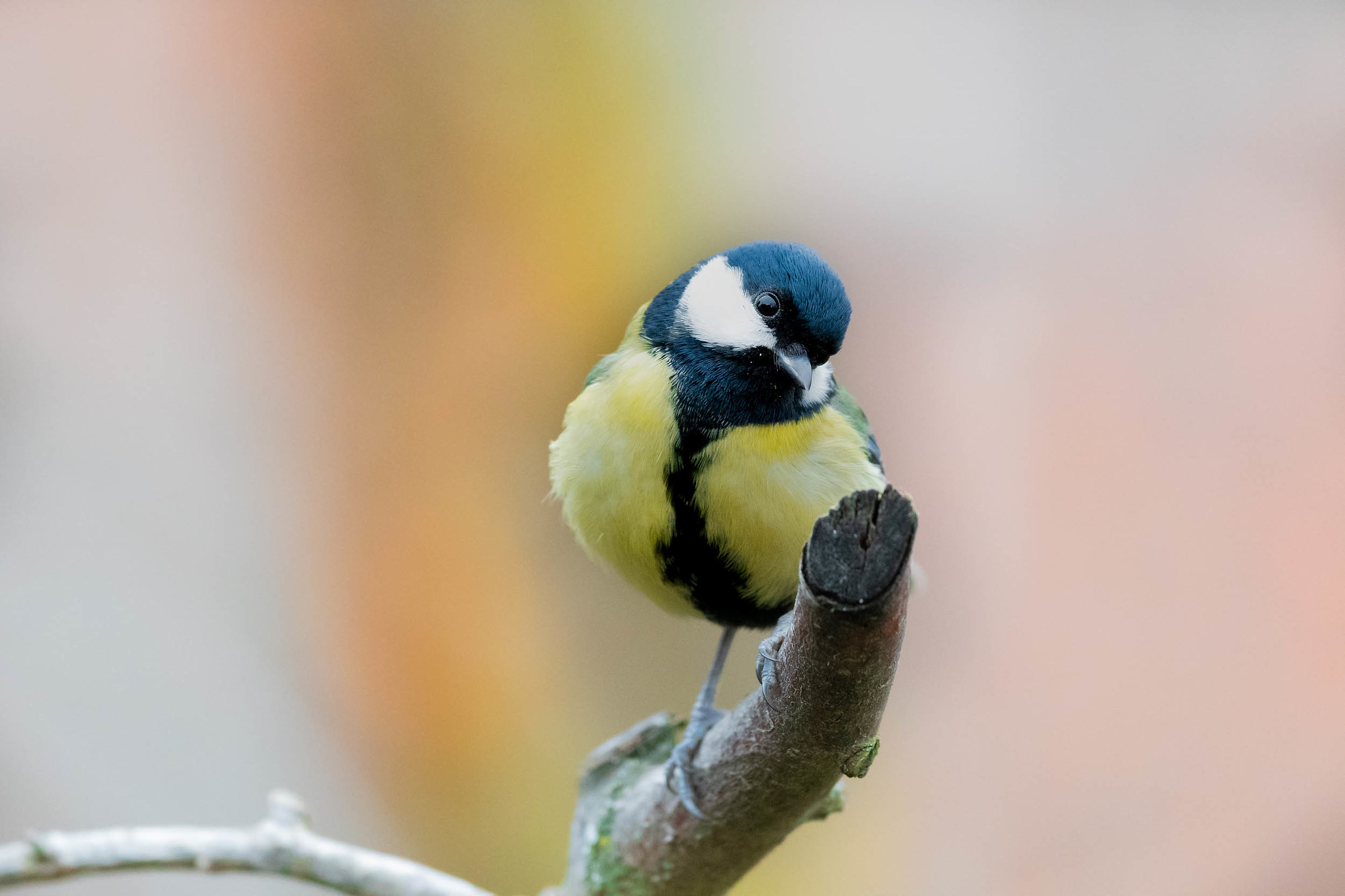 Hello.. Who are you?