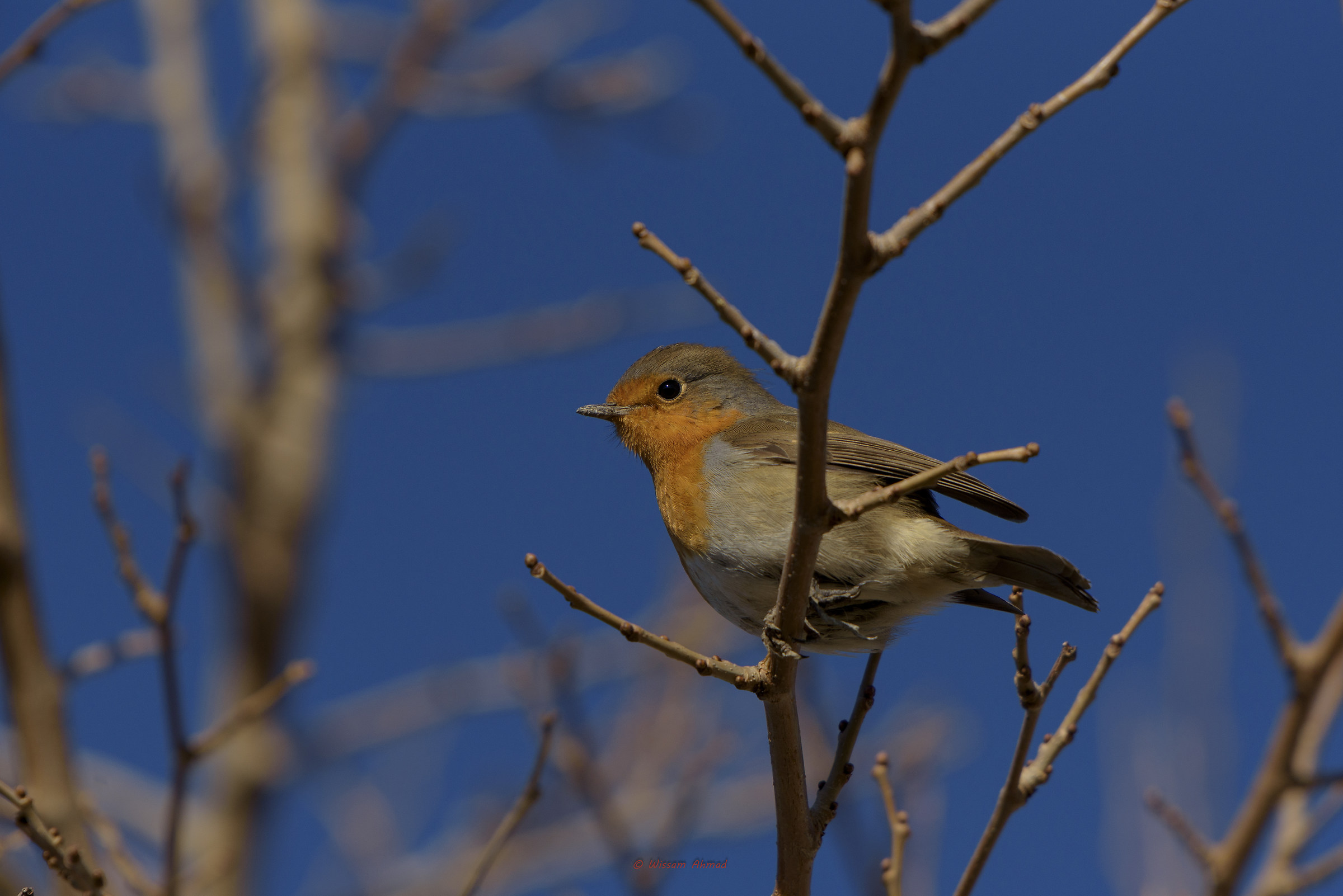 Nel blu dipinto di blu