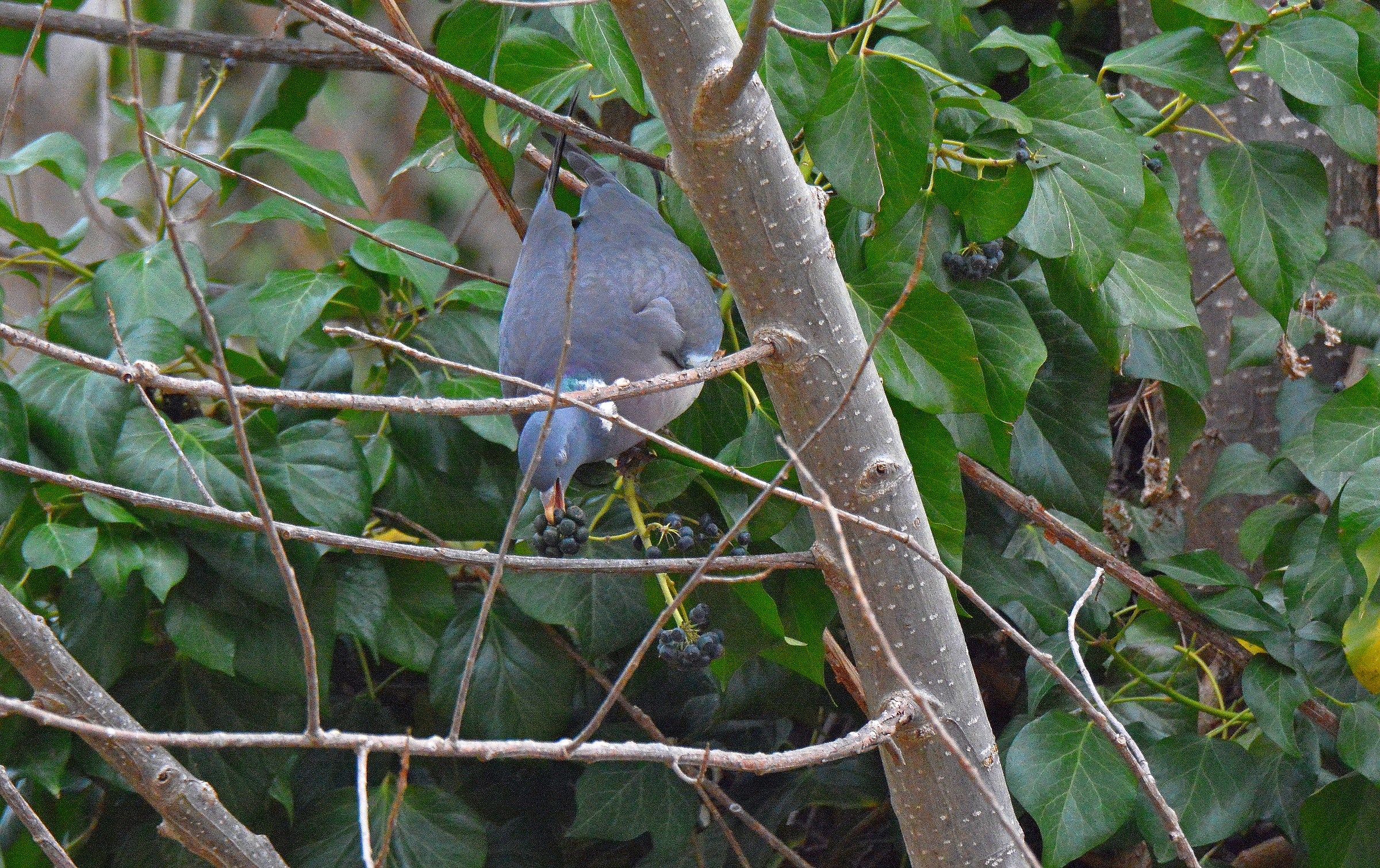 Colombaccio in pastura presso le edere