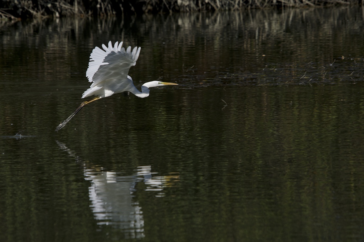 White Heron