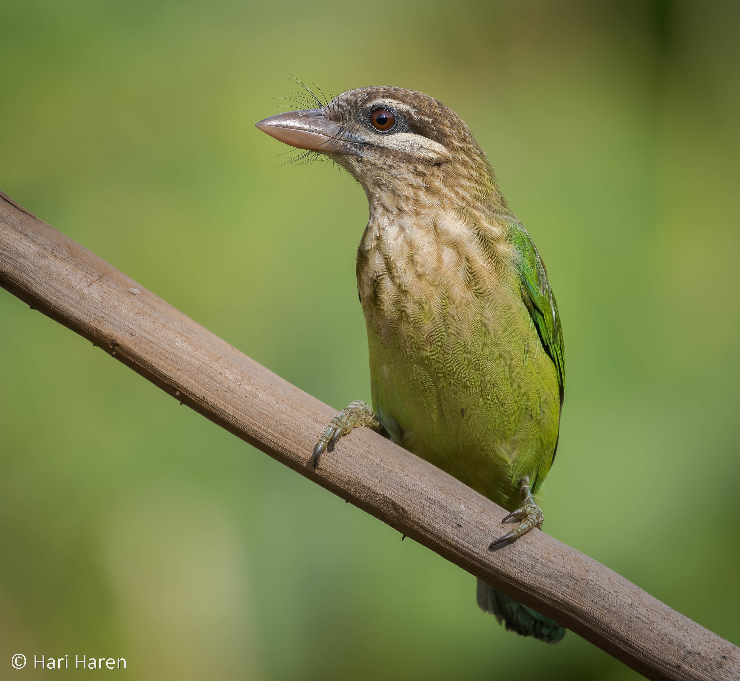 White-cheeked barbet