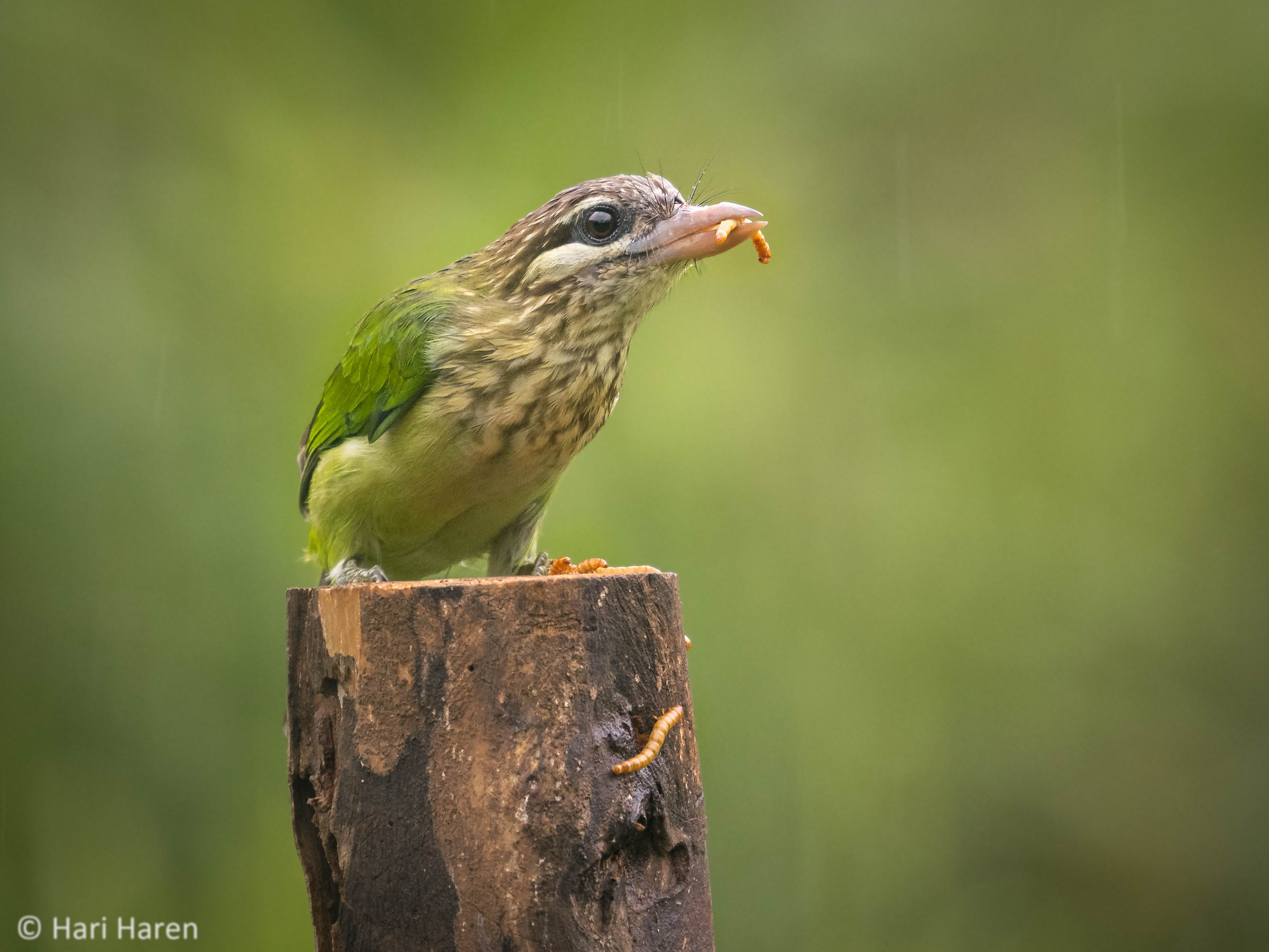 White-cheeked barbet