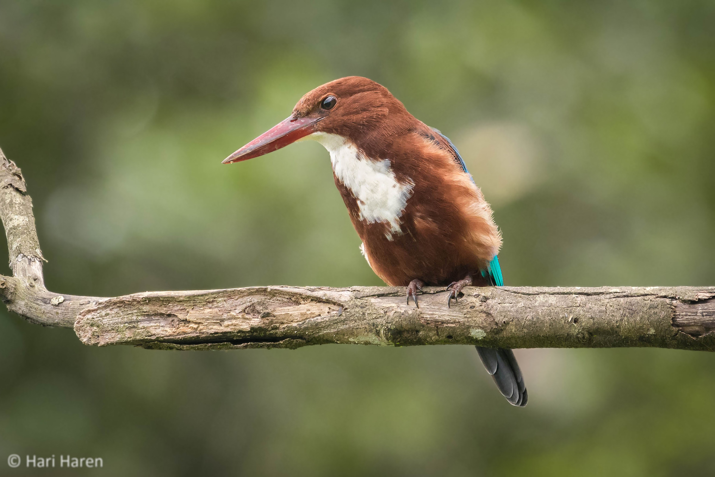 white breasted kingfisher