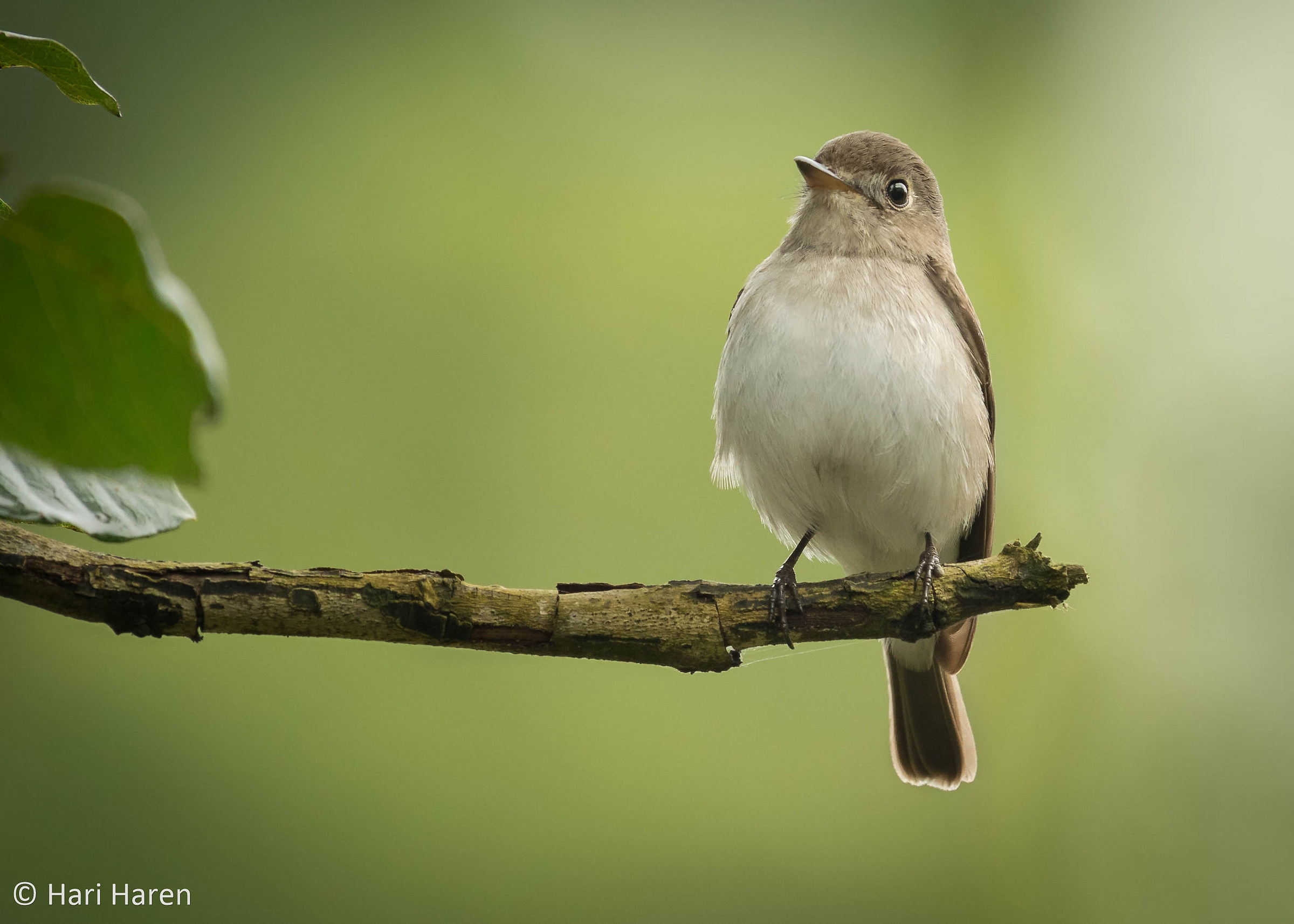 asian brown flycatcher