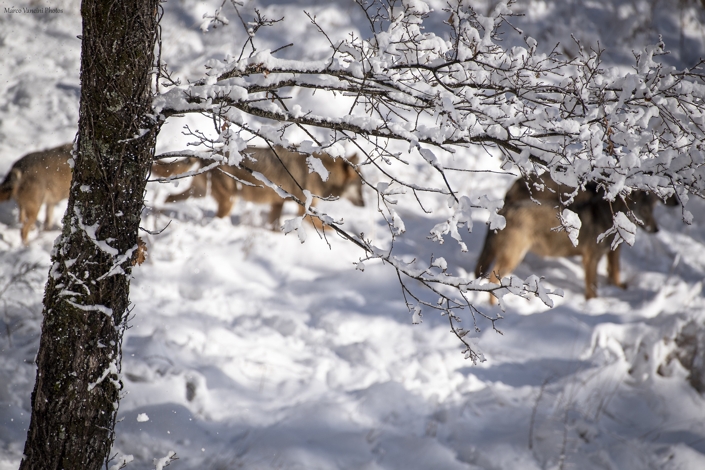 il passaggio del lupo