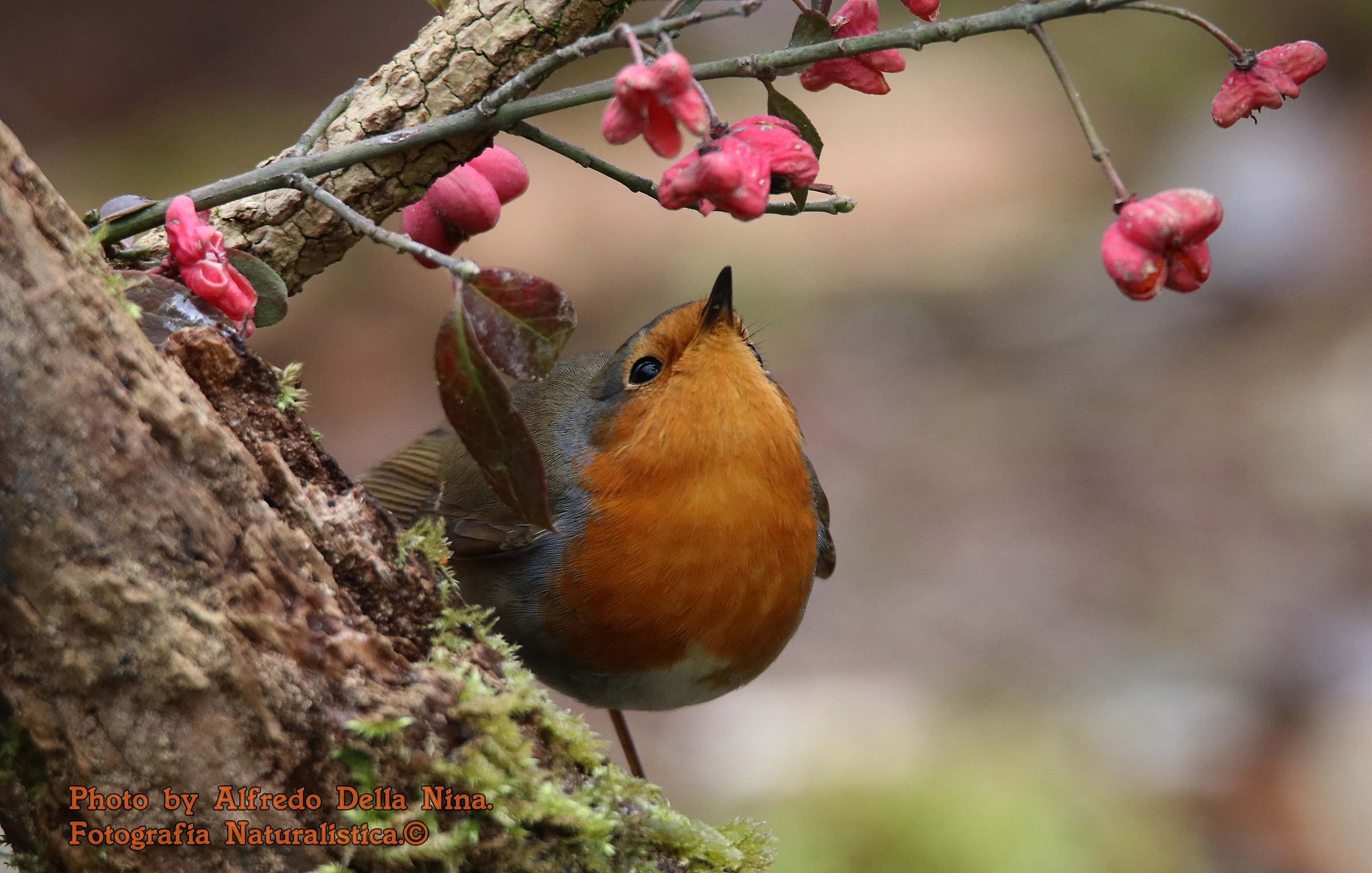 Robin and the Berries