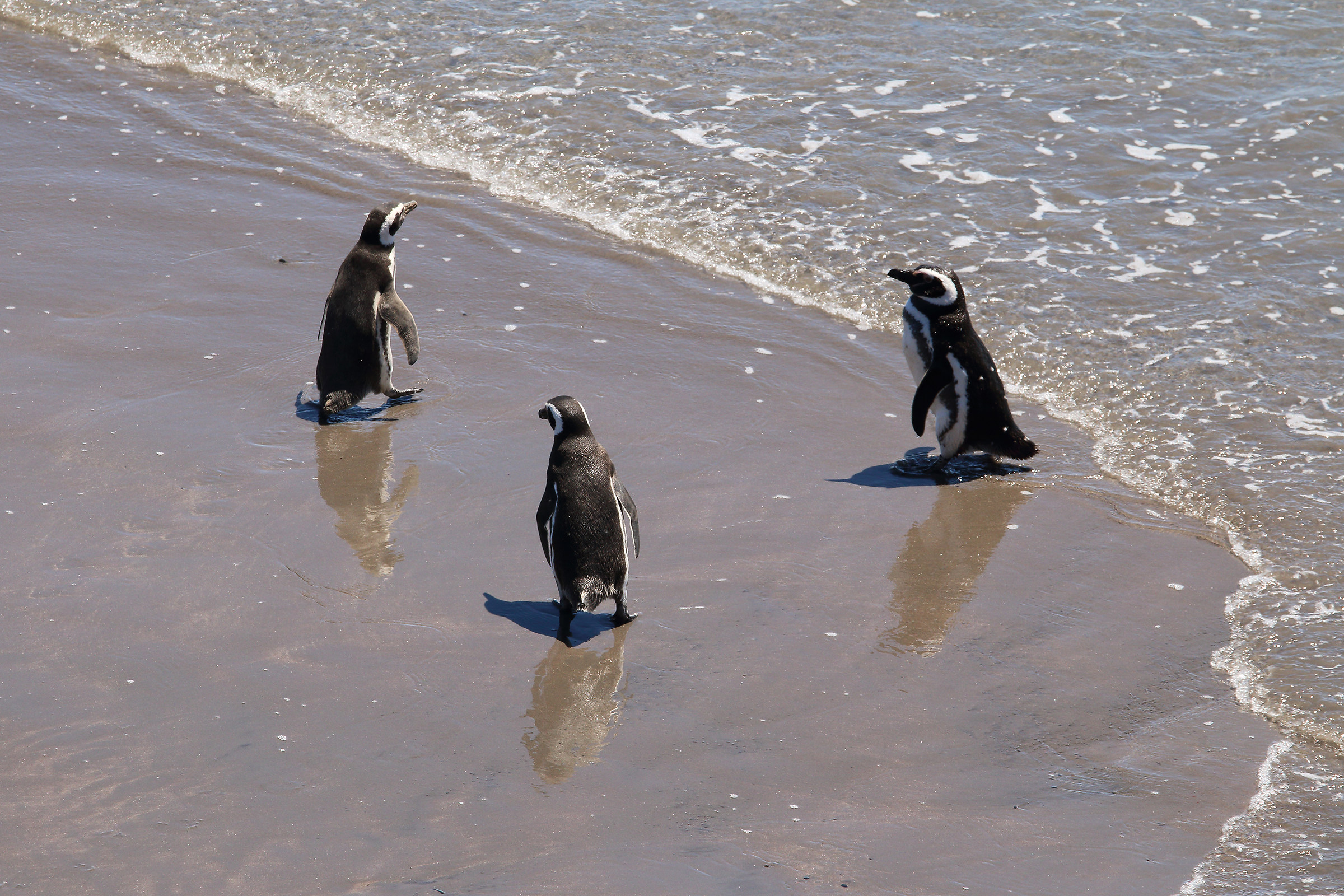 piccoli pinguini di "Magellano" - penisola di Vald...