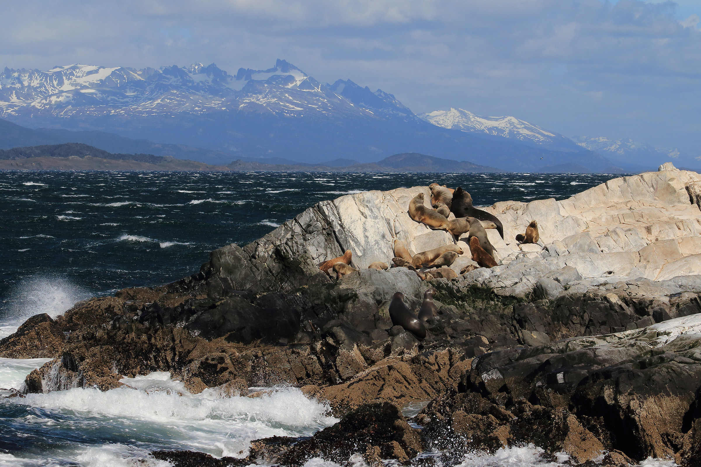 Sea lions (Ushuaia)