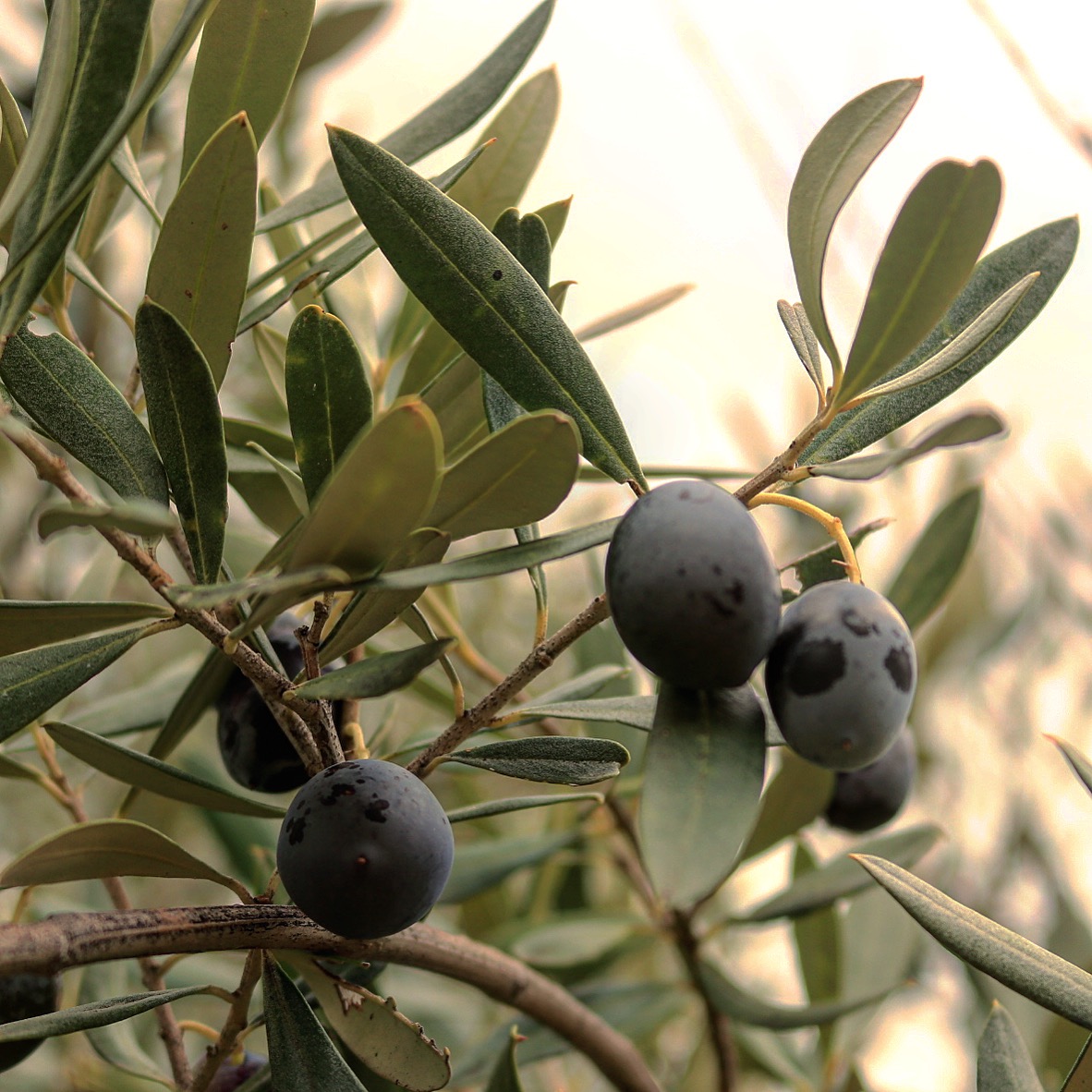 Olive Magnagrecia-Calabria