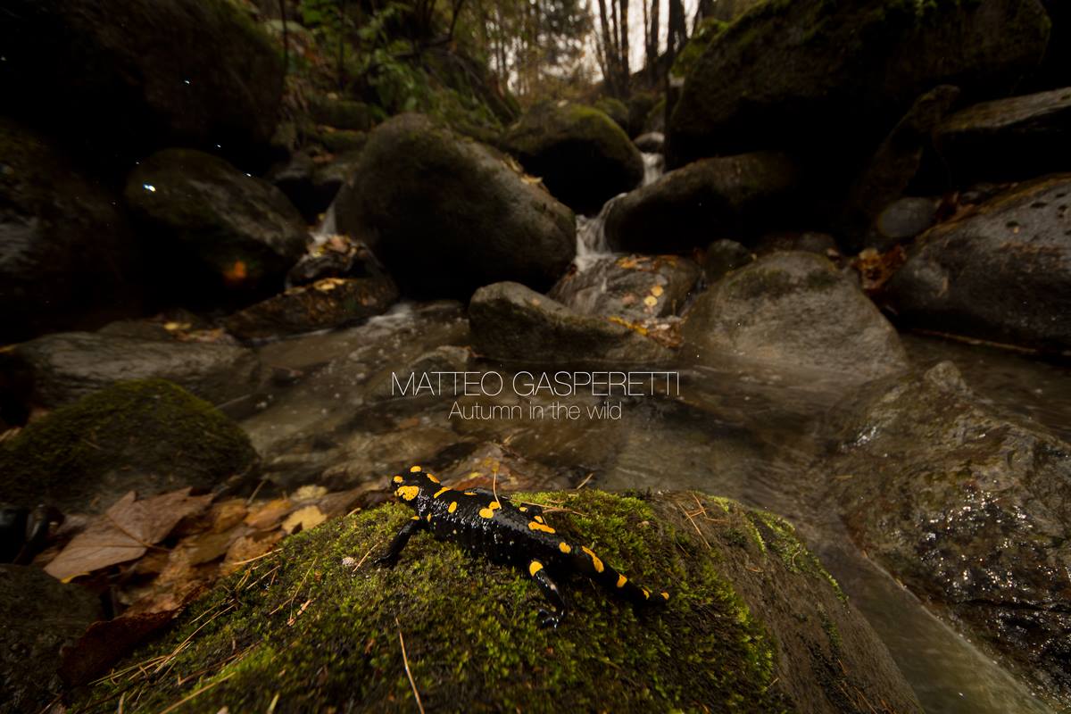 Salamandra pezzata (Salamandra salamandra)