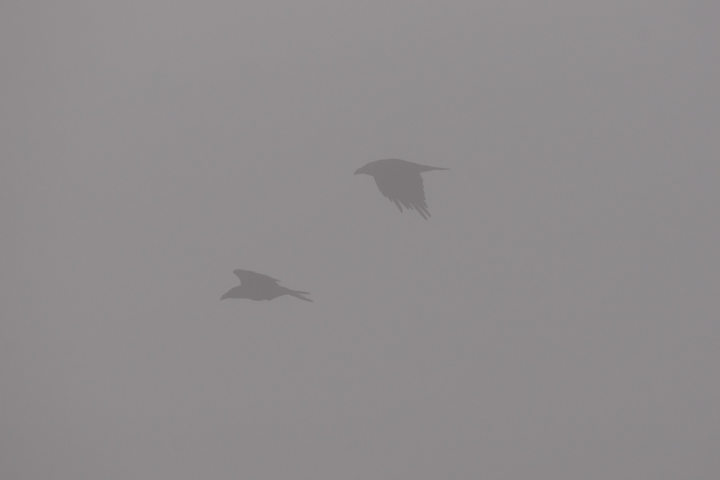 Common raven (Corvus corax)