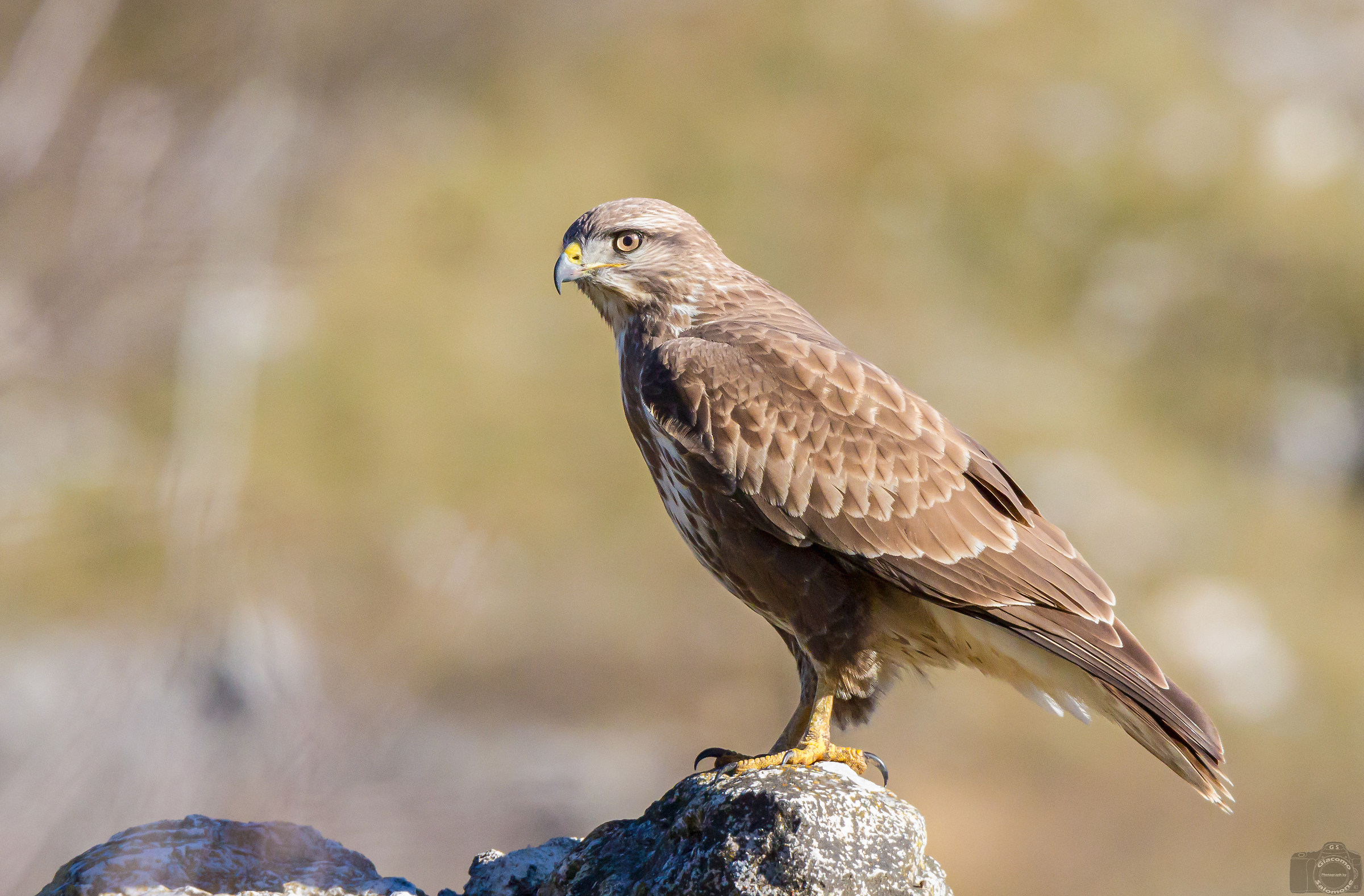 La Poiana sulla roccia.
