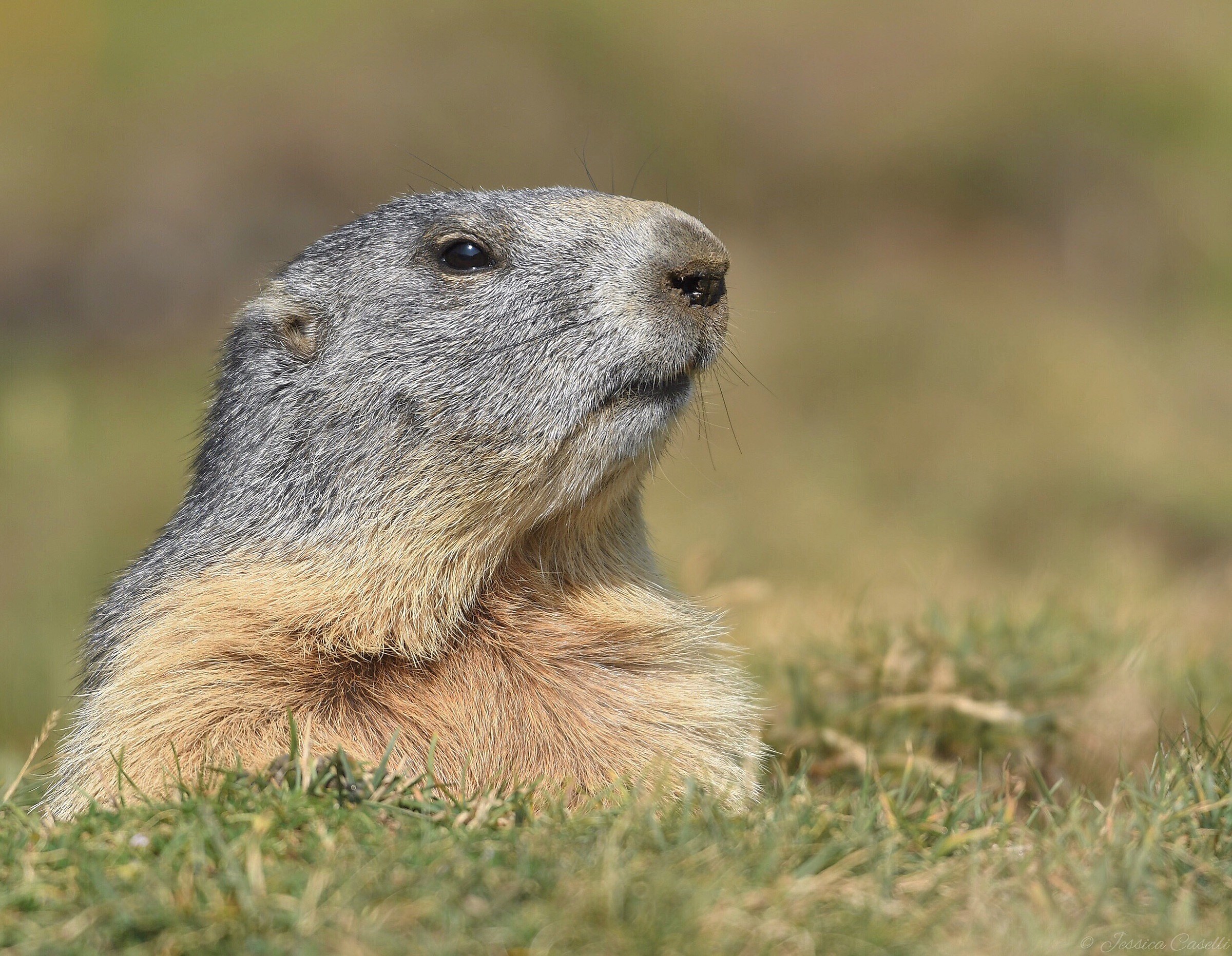 Marmotta Alpina