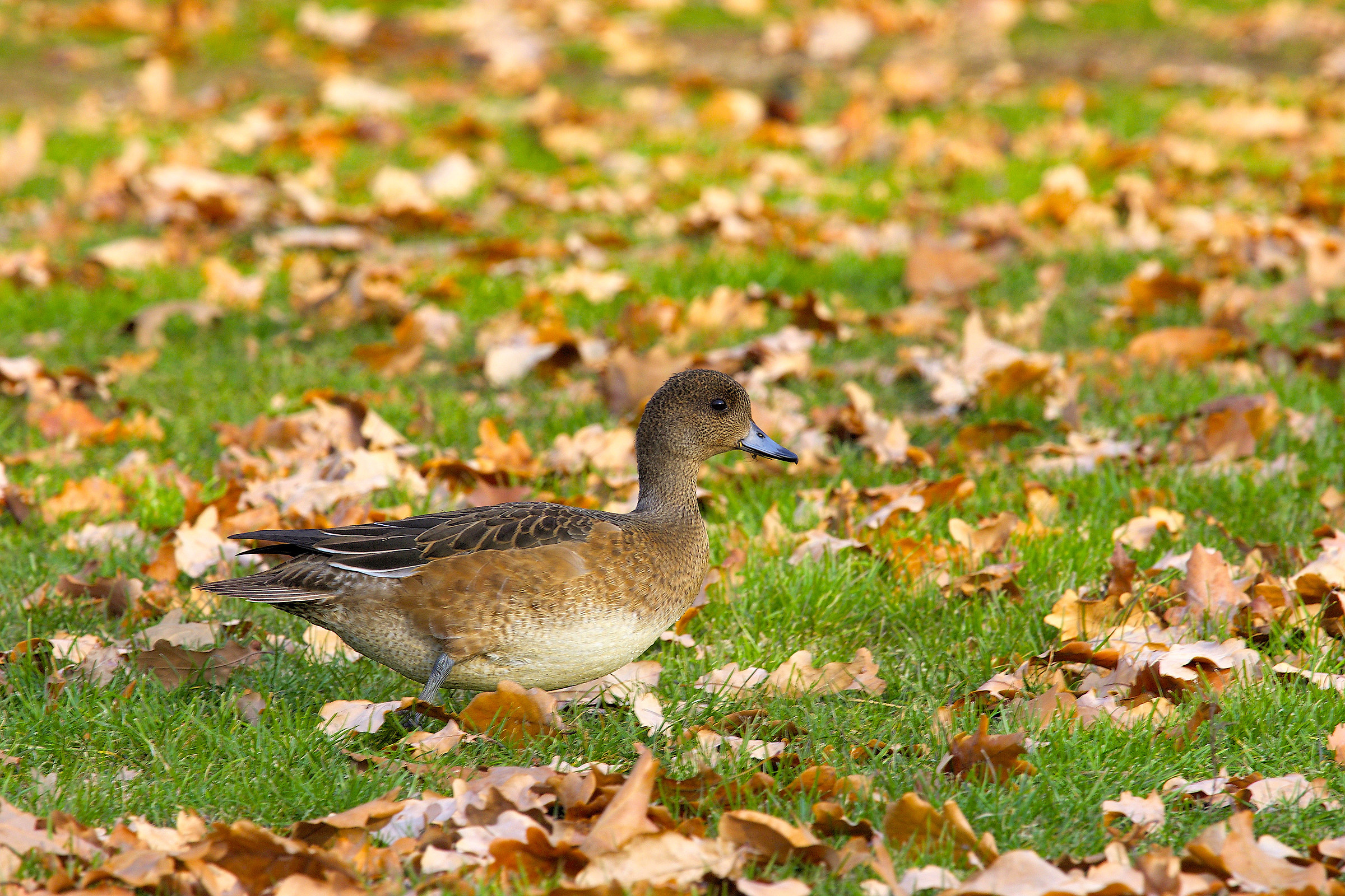 Eurasian Wigeon