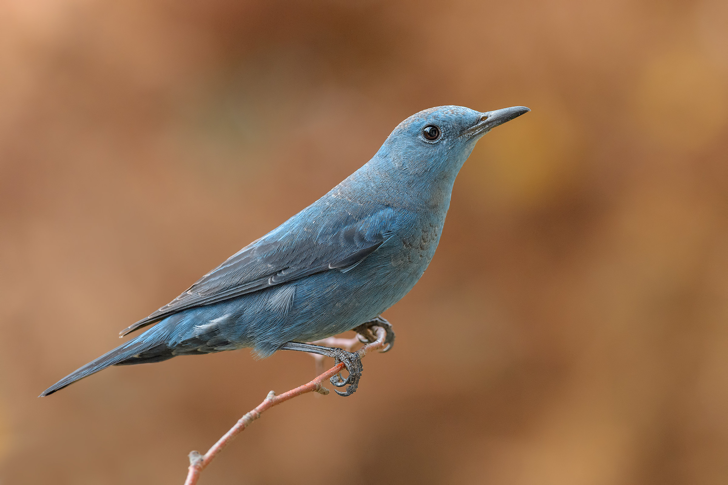 Monticola Solitarius