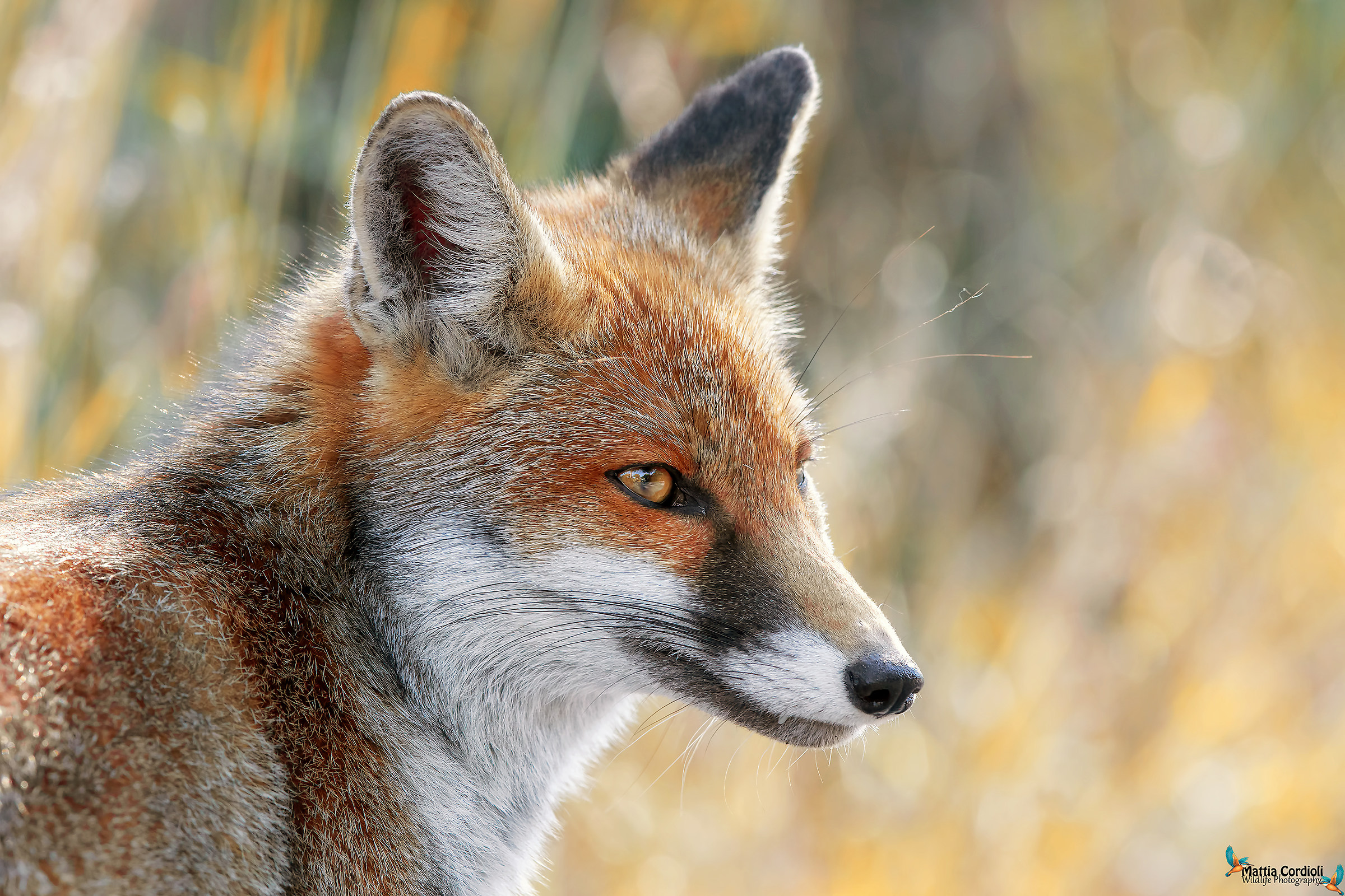 Fox portrait