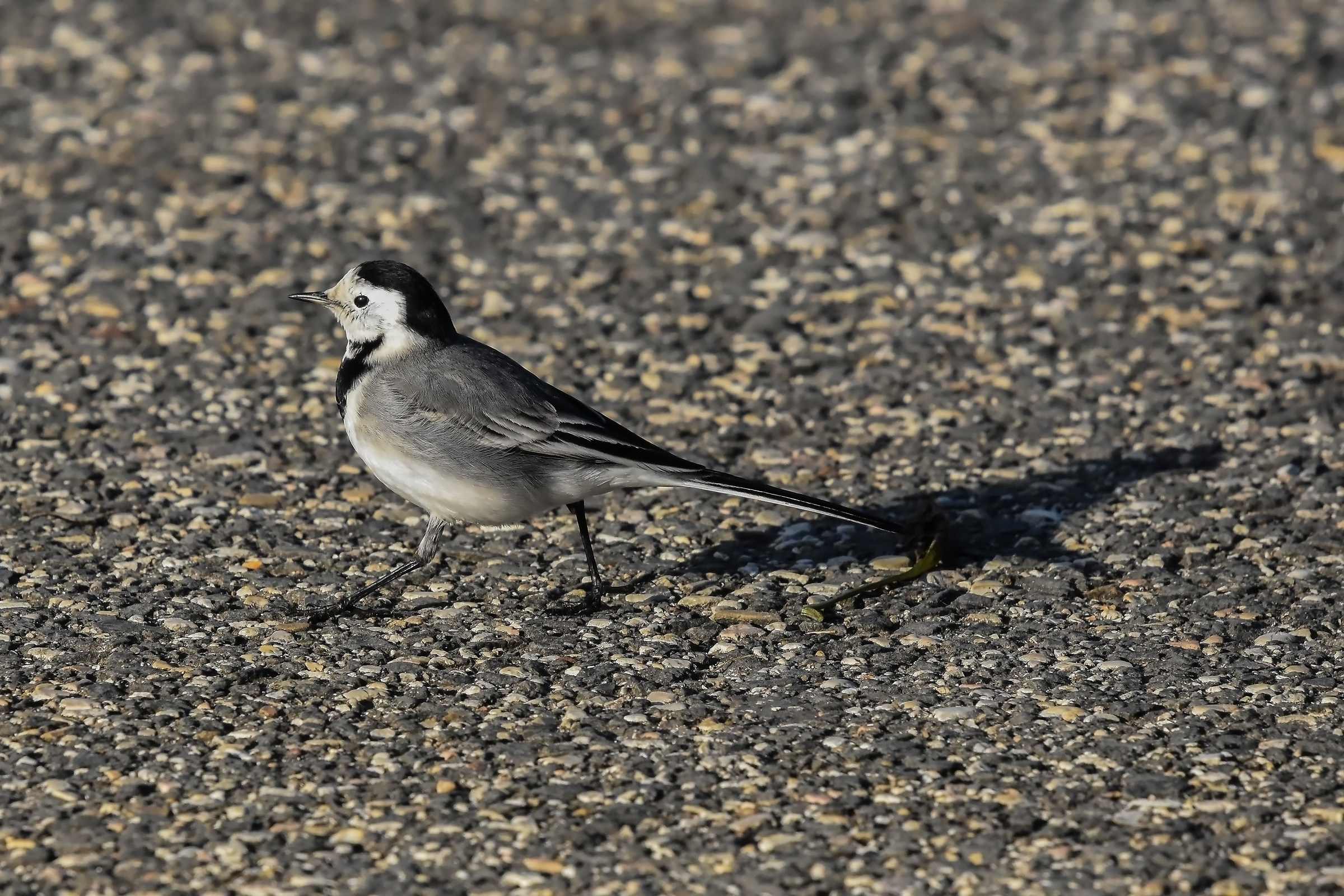 White Ballerina (Motacilla Alba)