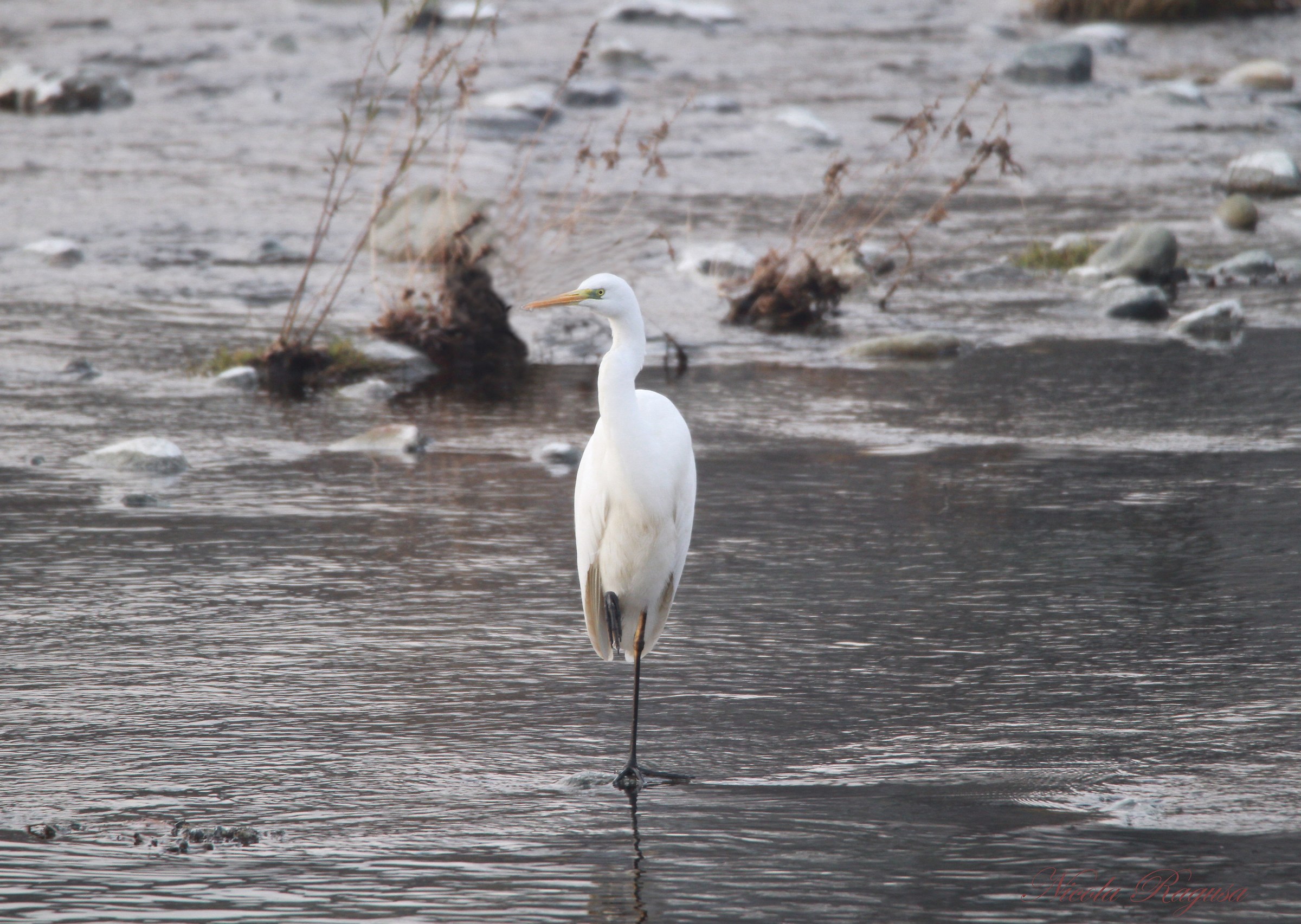 Greater White Heron
