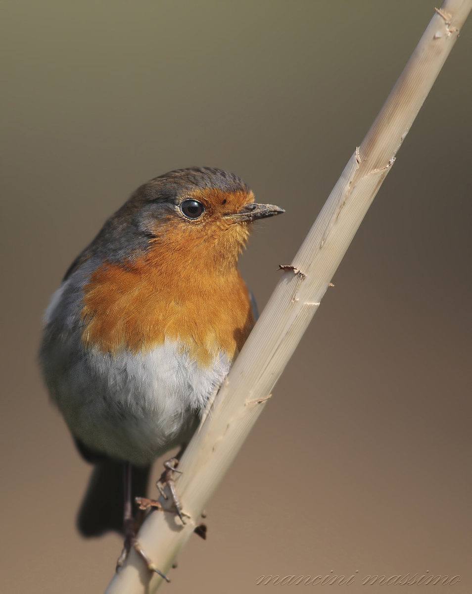 Pettirosso (Erithacus rubecula)