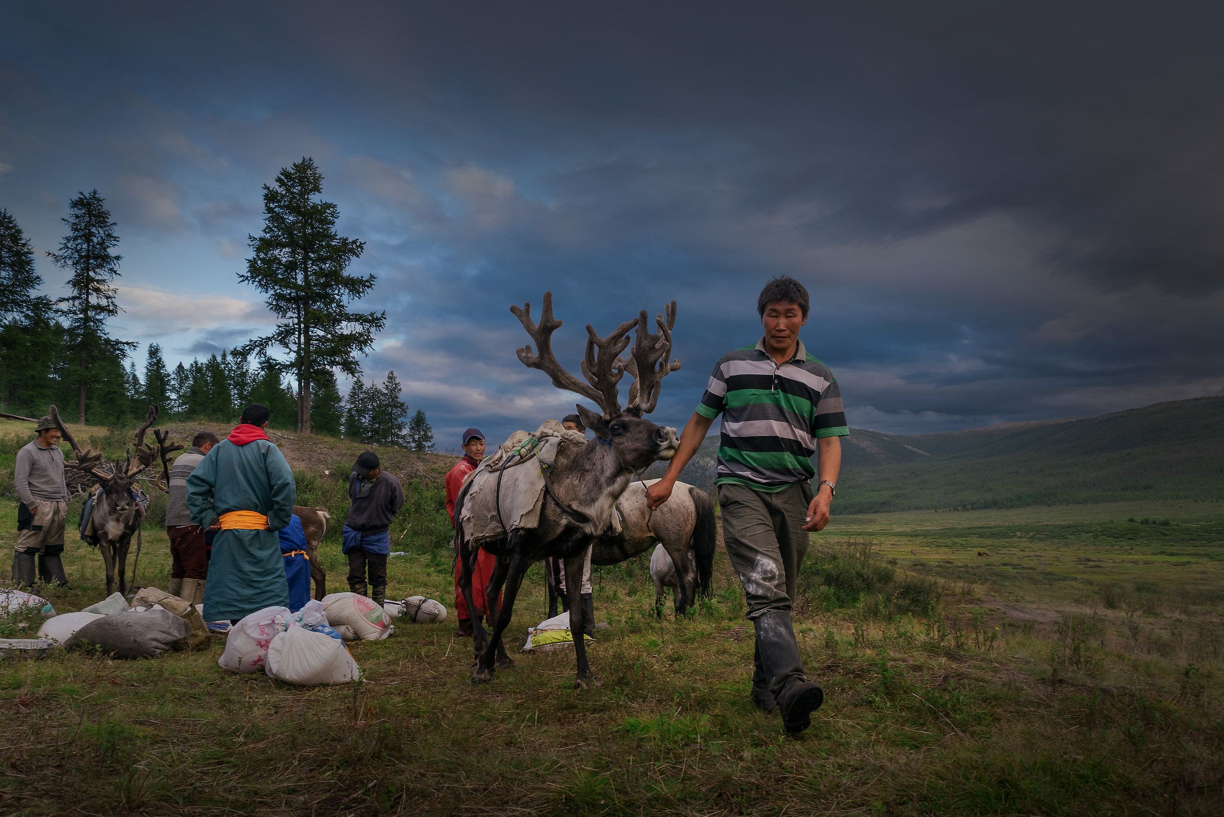 Reindeer people of Mongolia