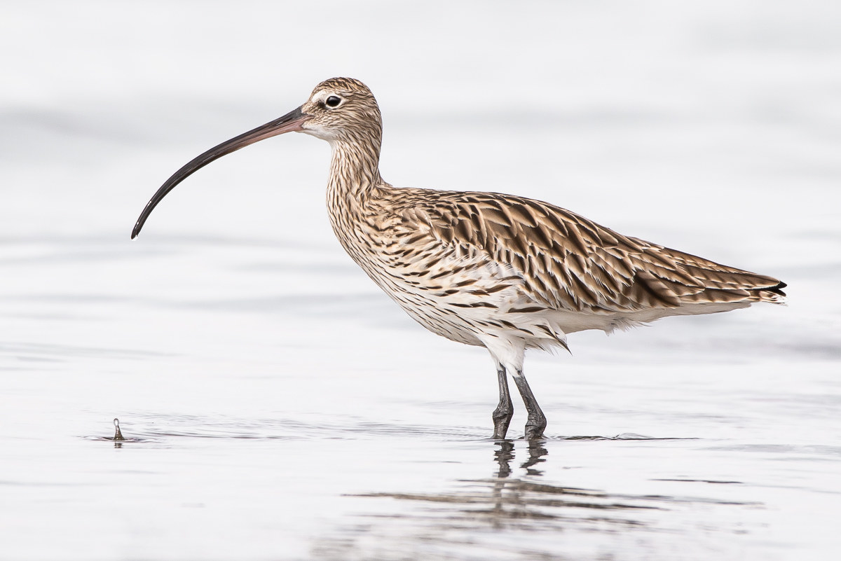 Far Eastern curlew