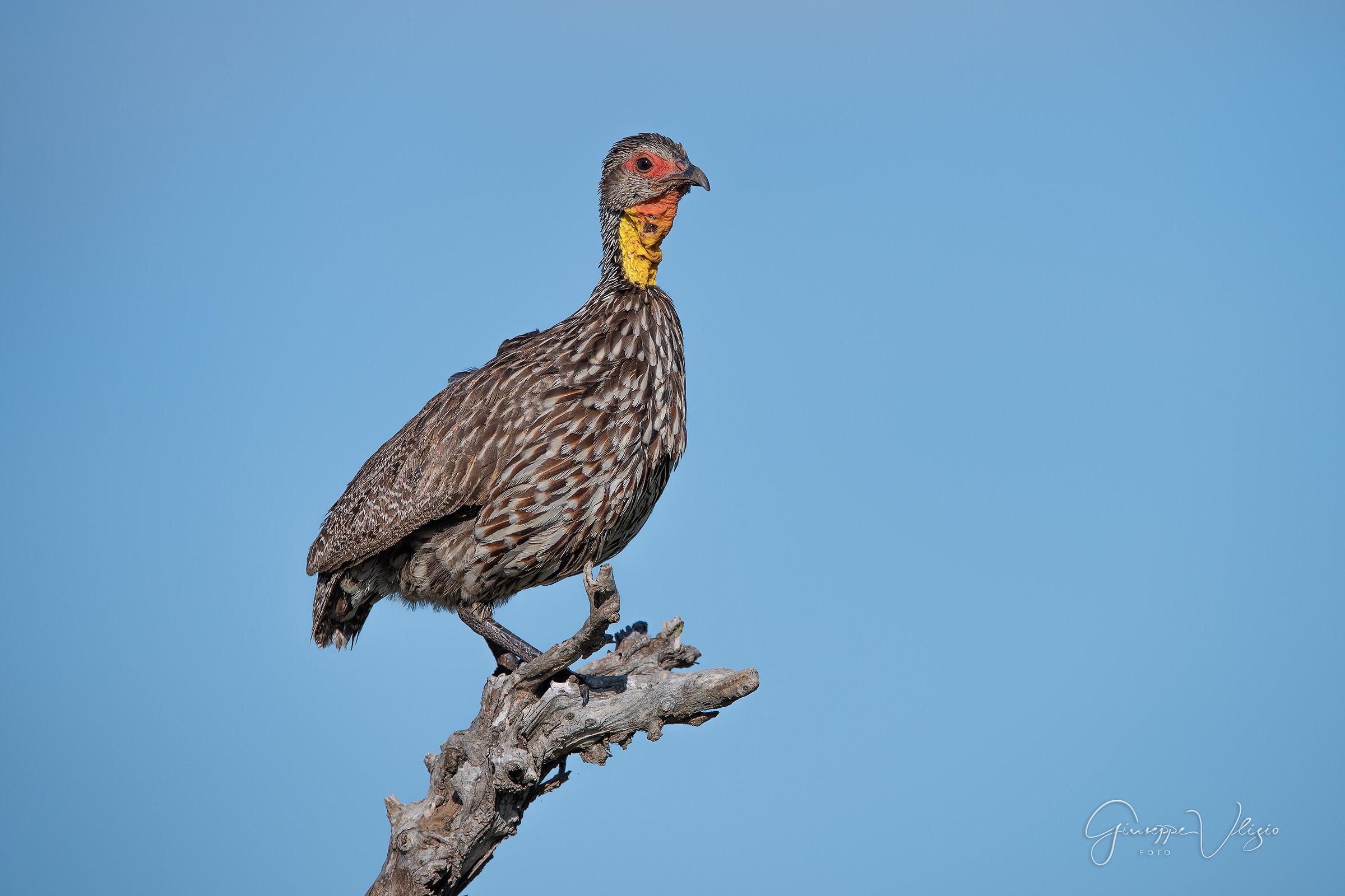 Yellow Francolin