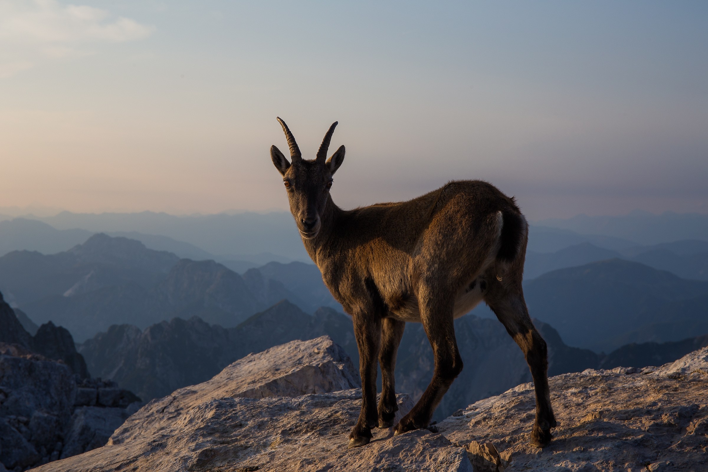 Ibex at Bivacco Vuerich