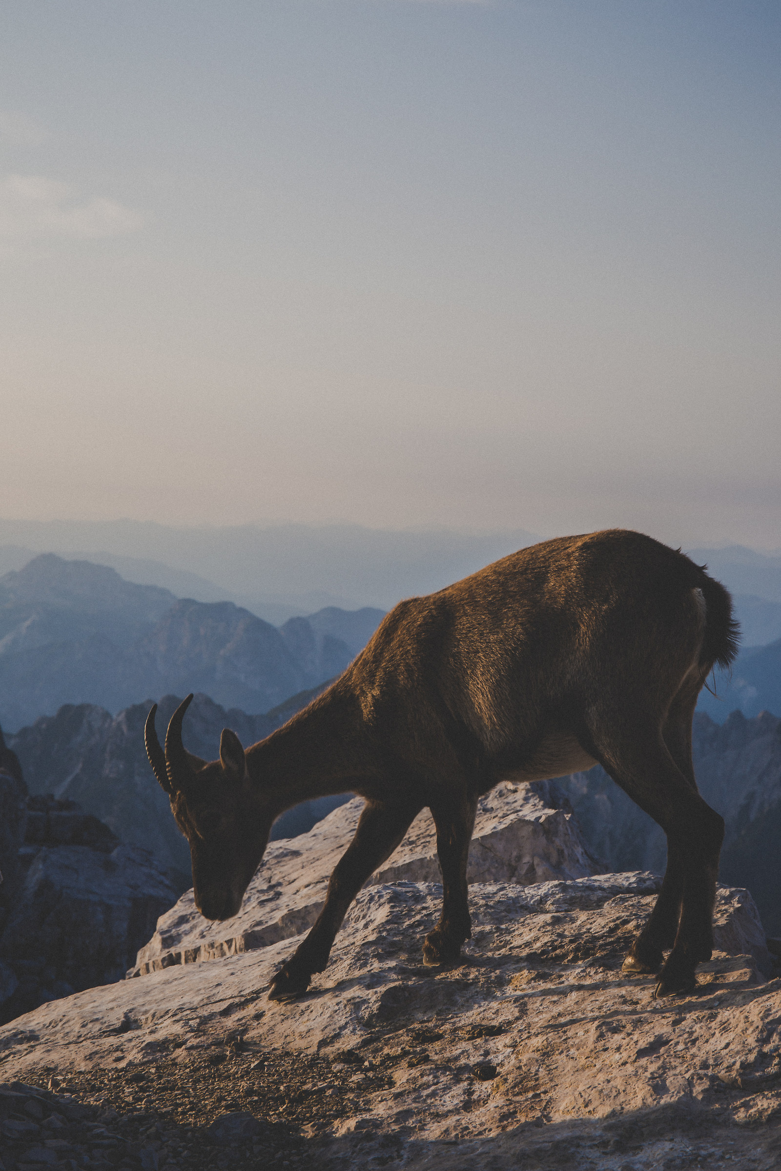 Ibex at Bivacco Vuerich