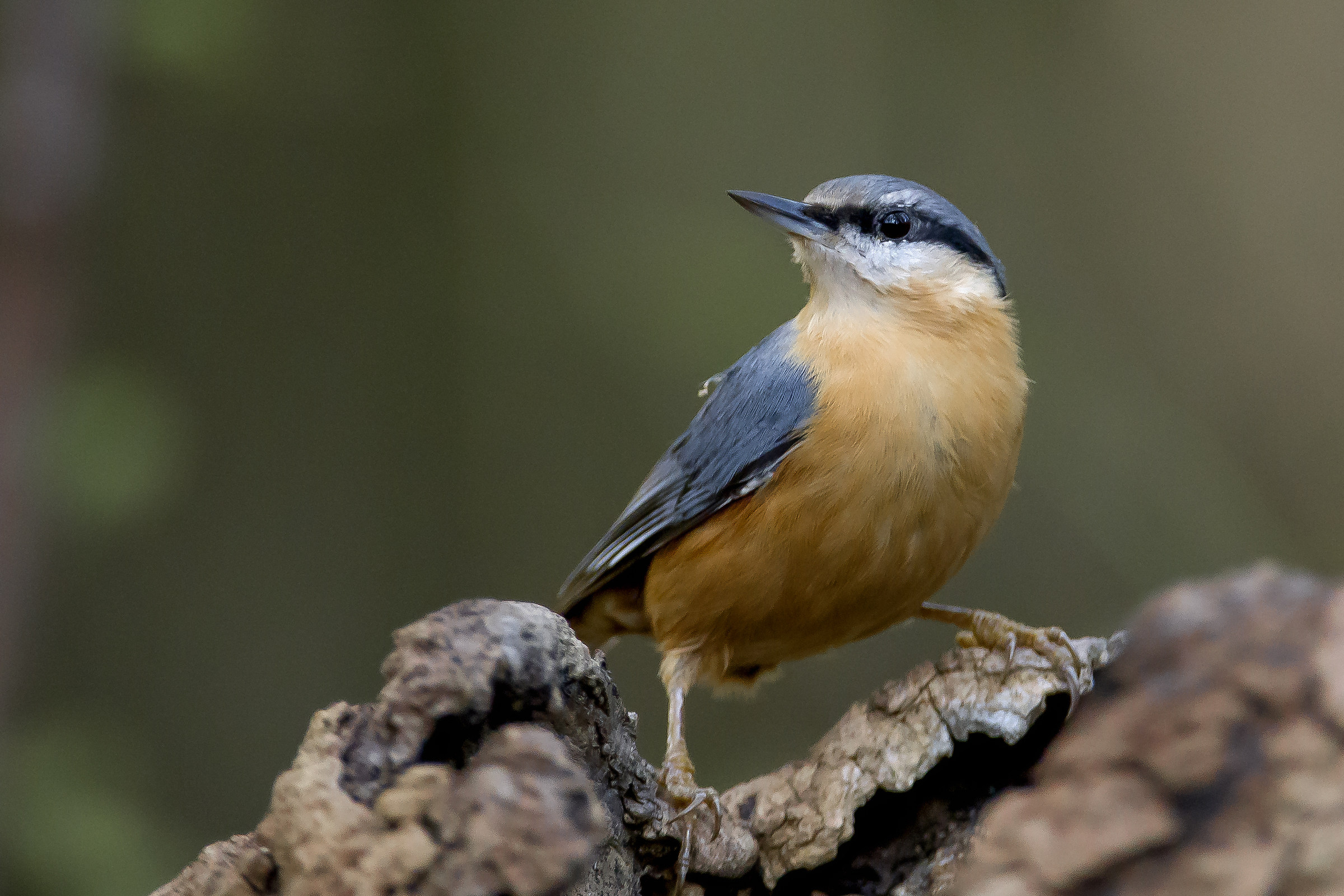 Nuthatch