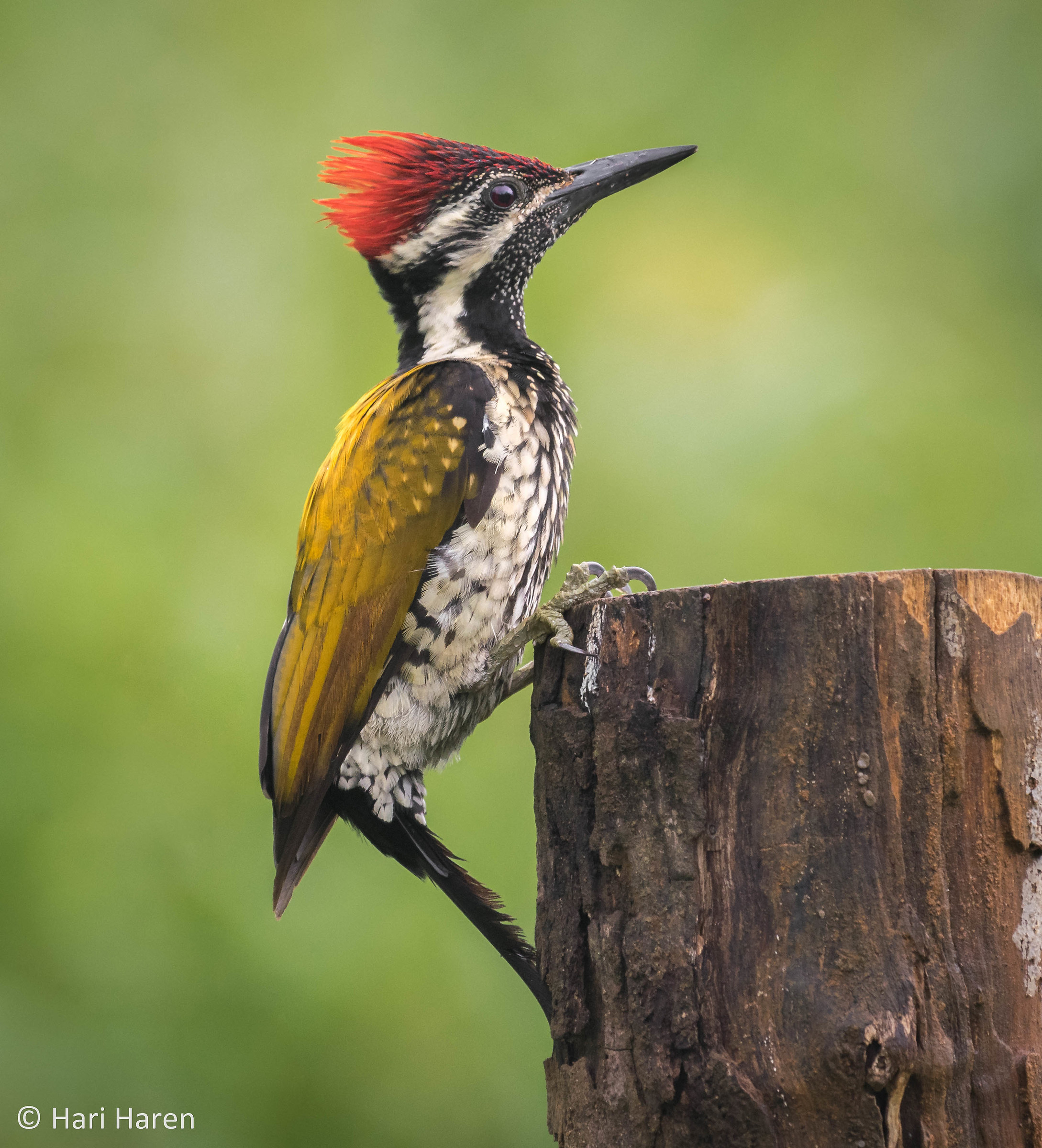 Flame-backed woodpecker