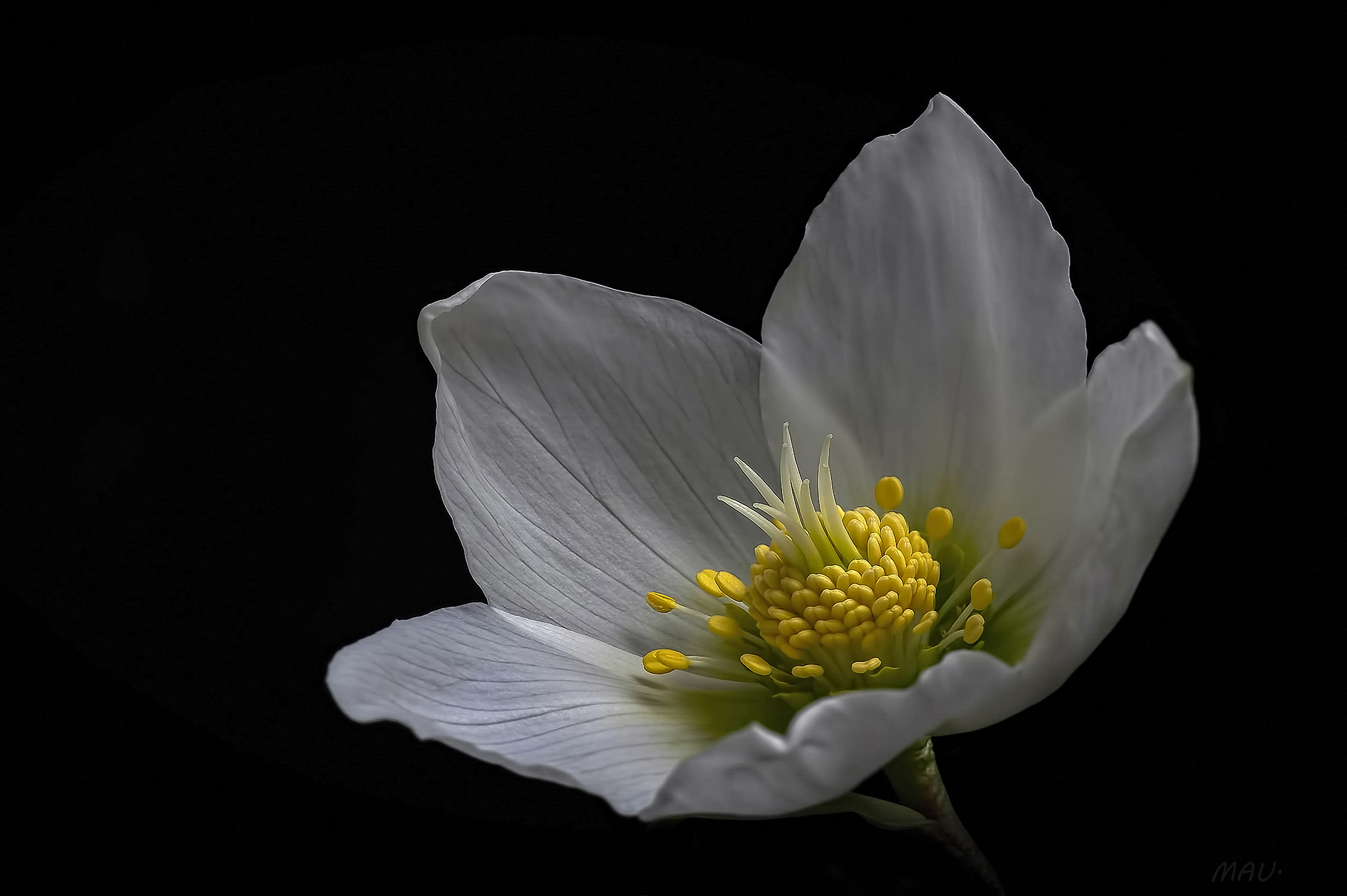 Un buon Natale a tutti..