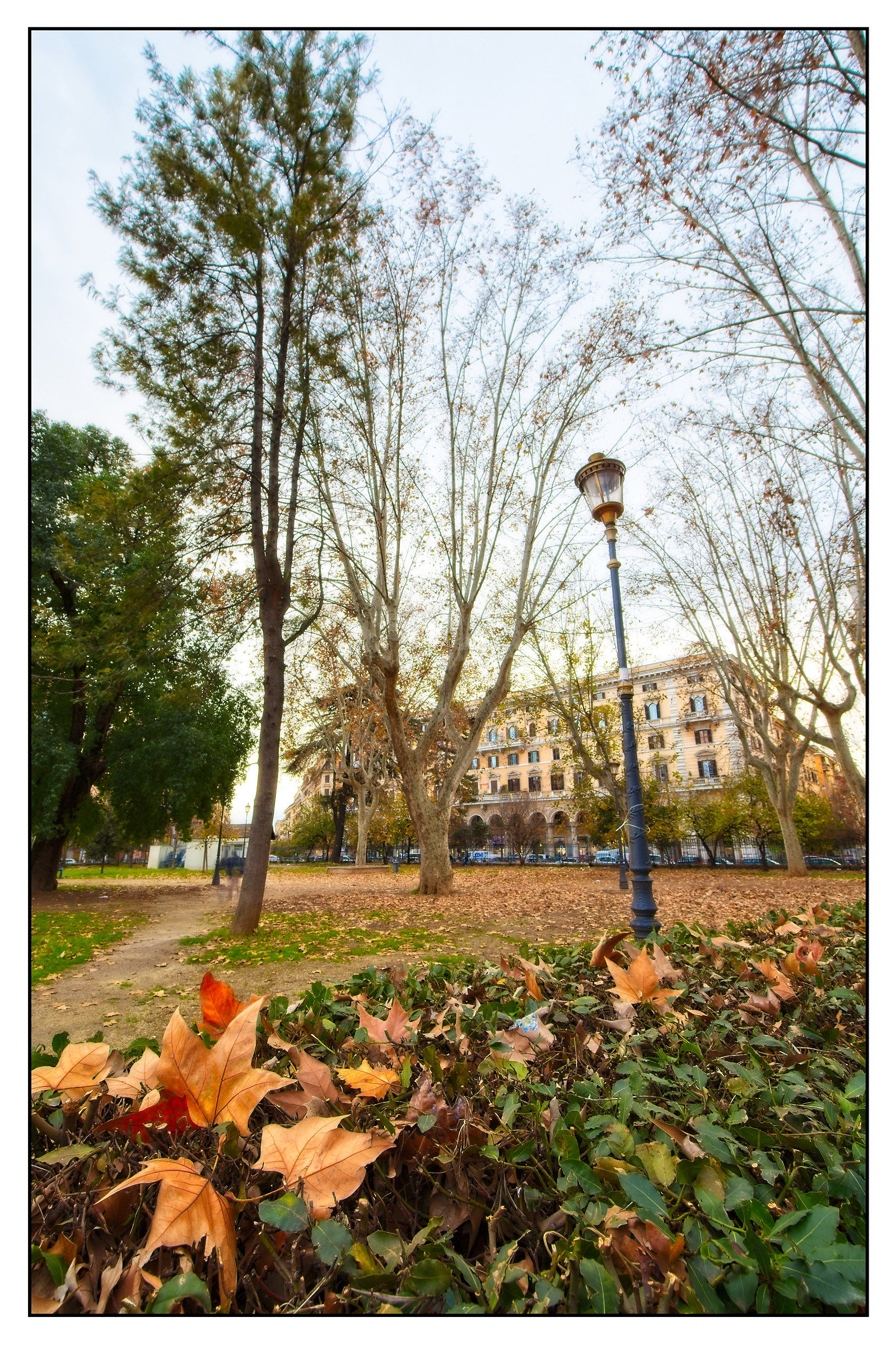 Foliage to Piazza Vittorio