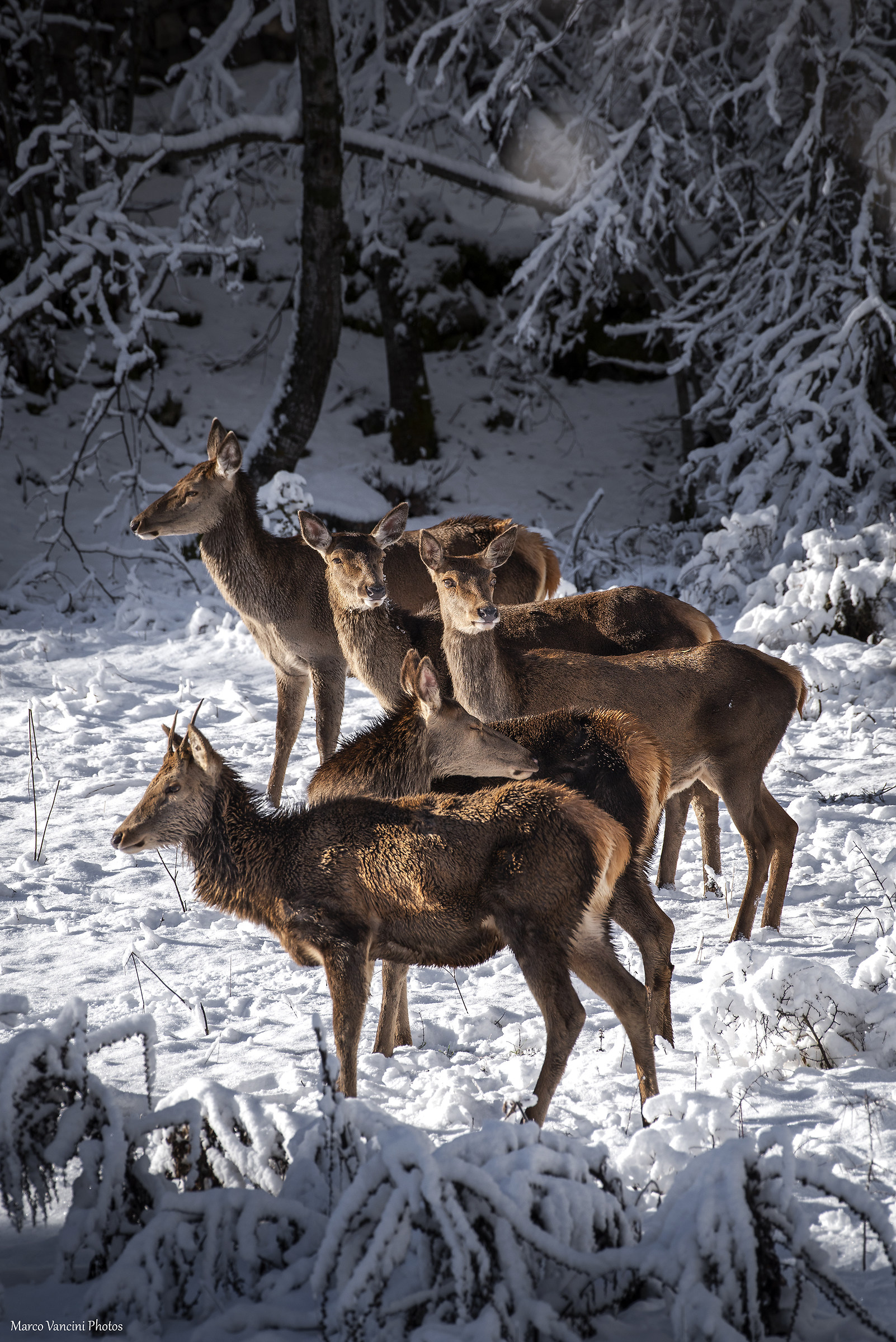 i cervi sulla neve