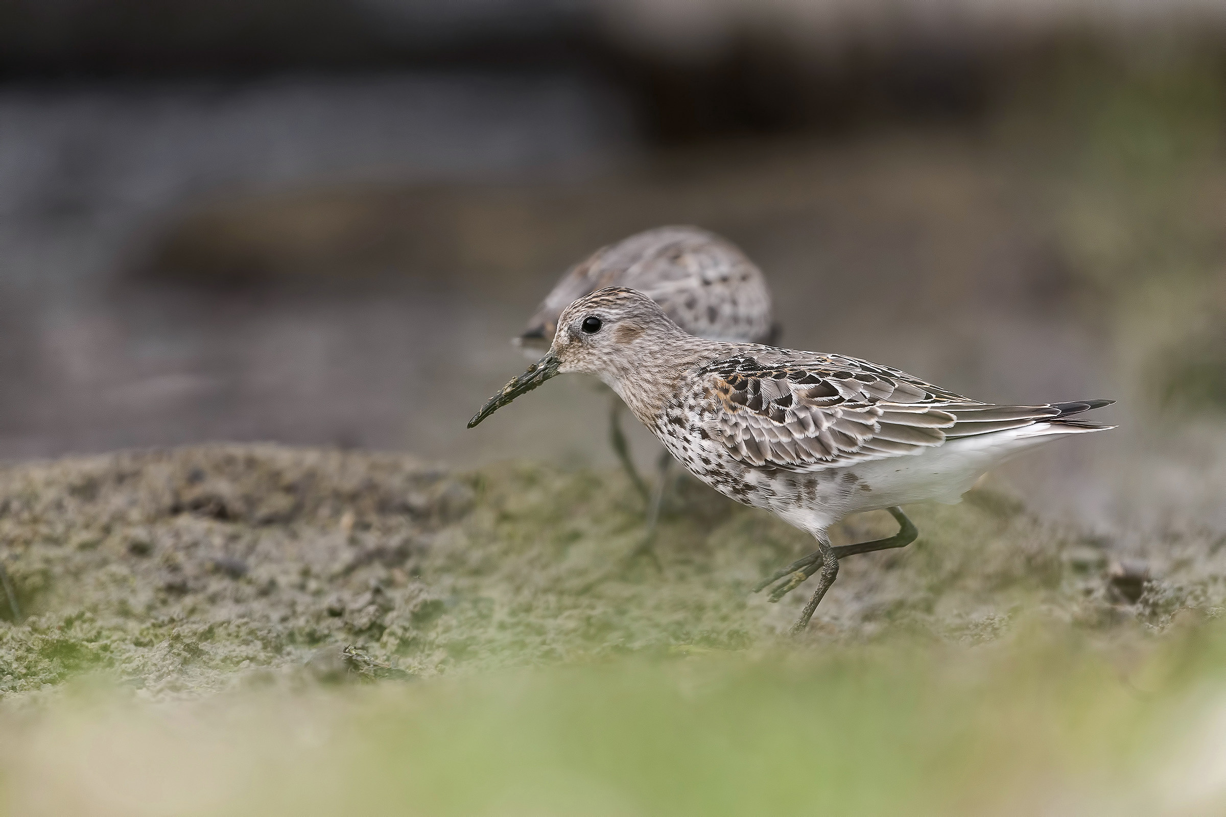 Piovanello pancianera