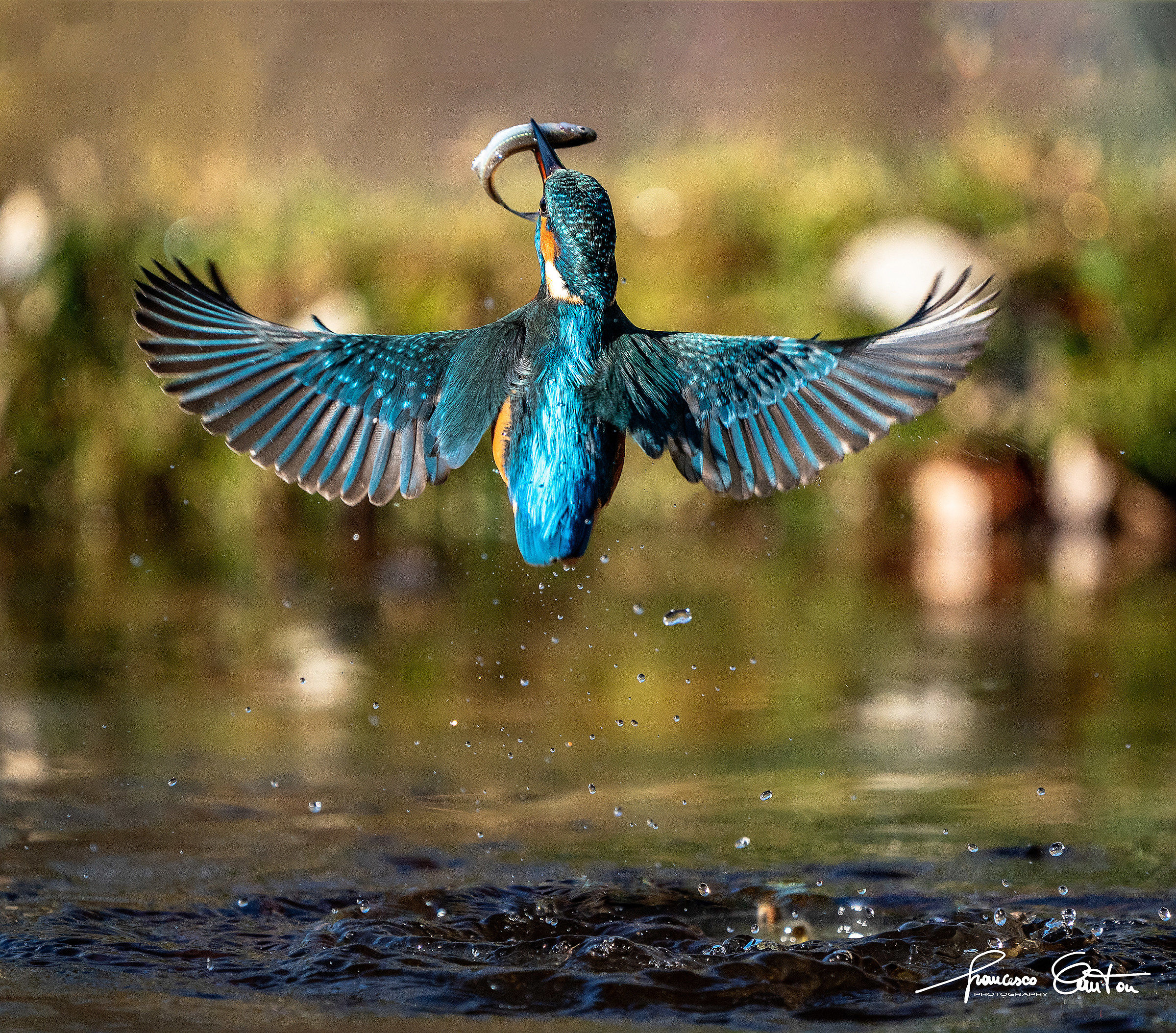 Kingfisher