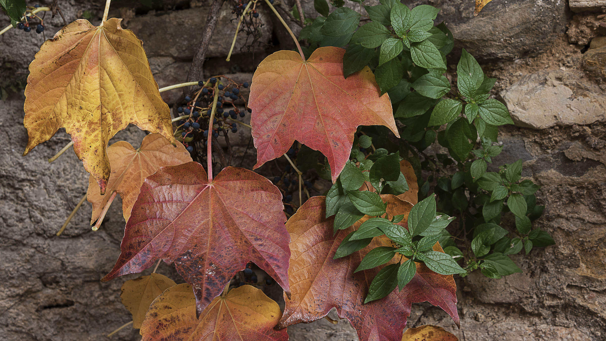 Climbing leaves