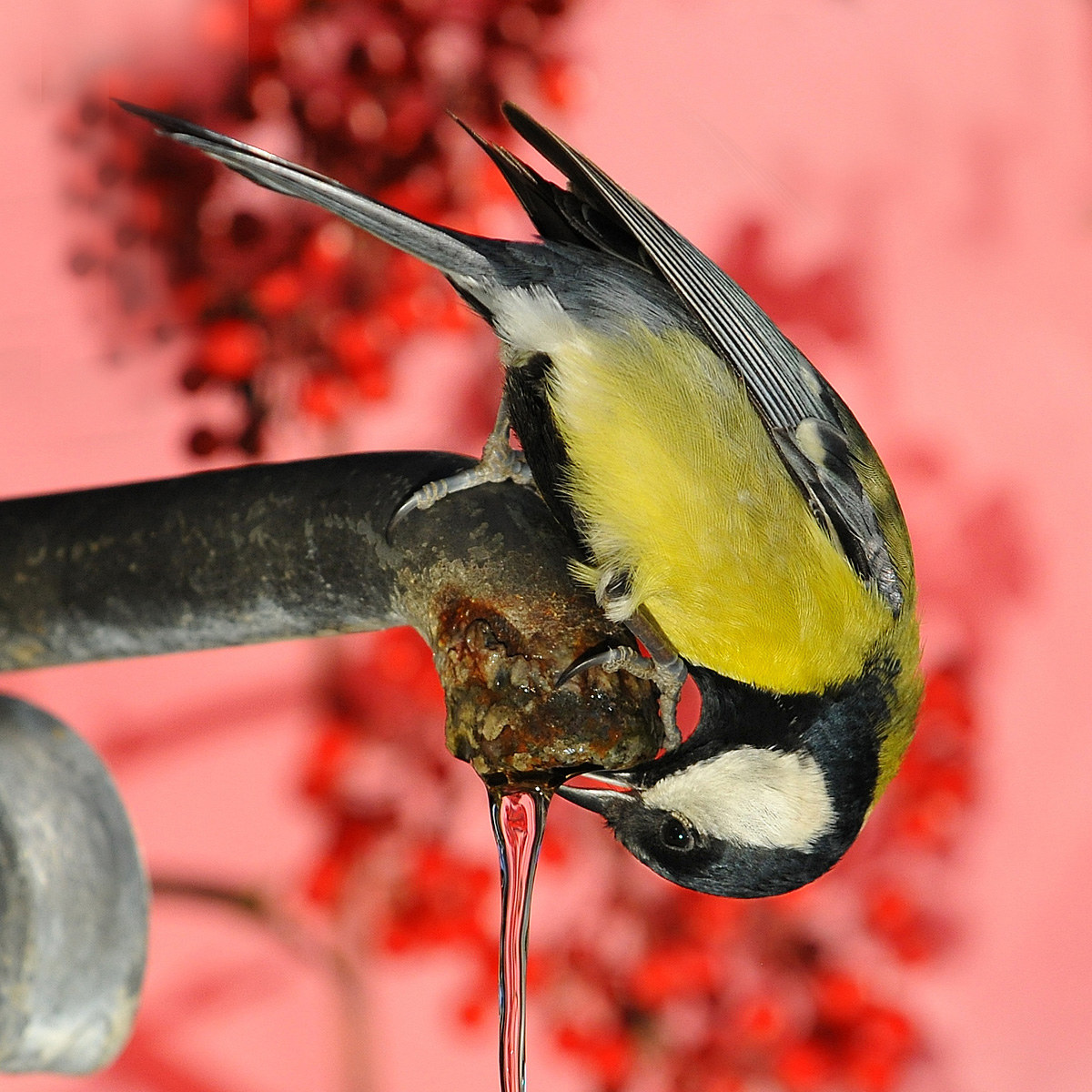 Cinciallegra at the Fountain