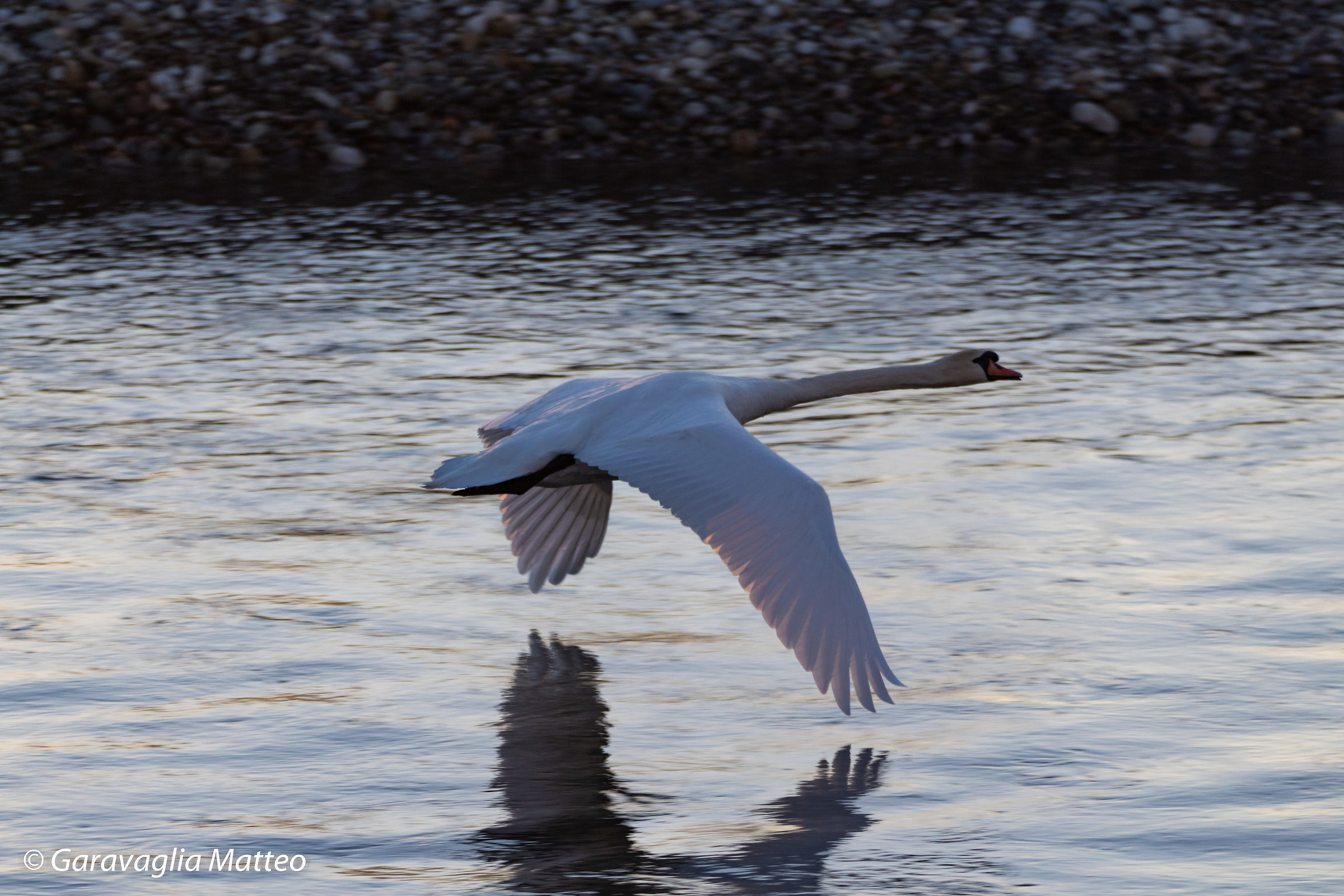 Swan at the sunset