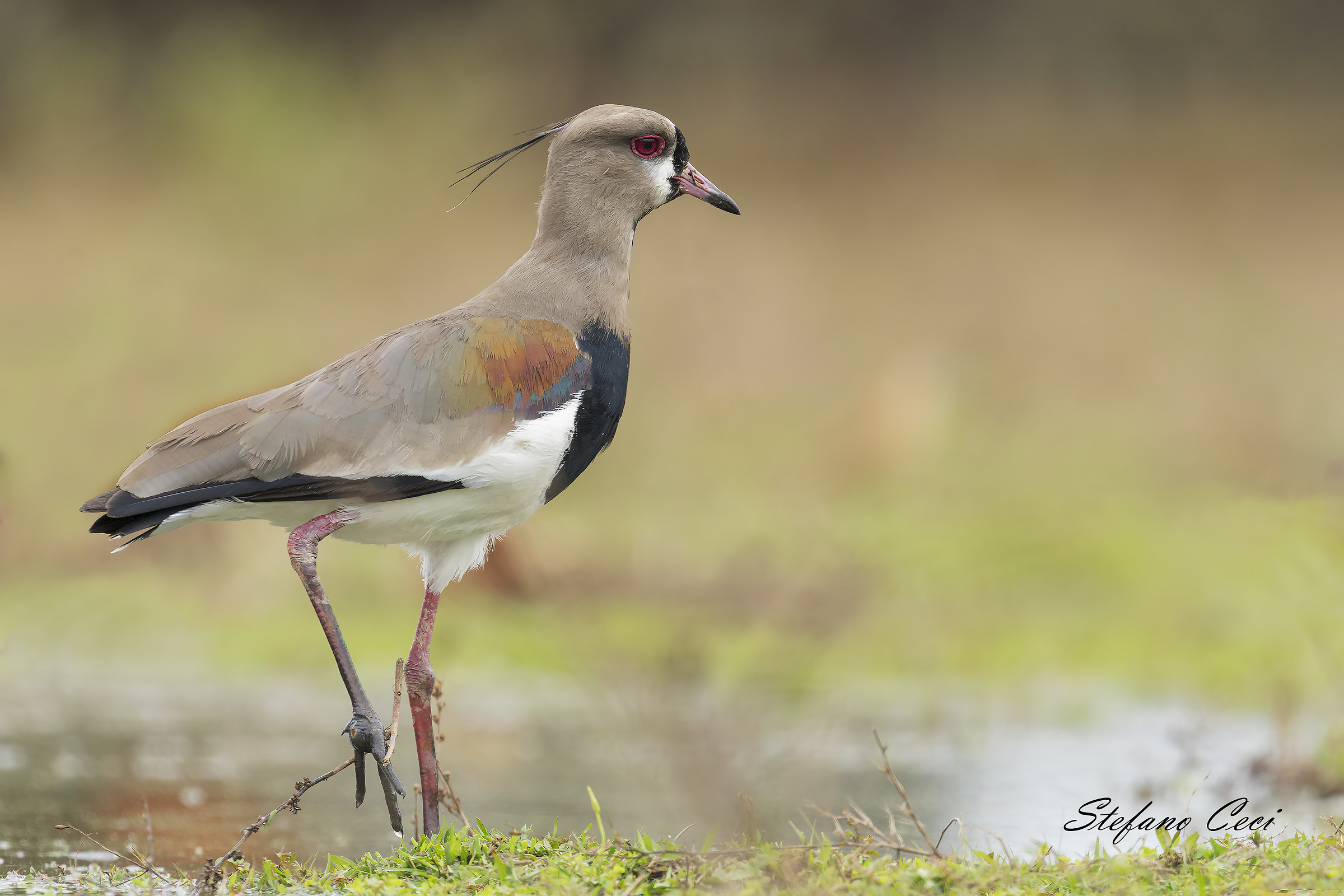 Chile's Lapwing