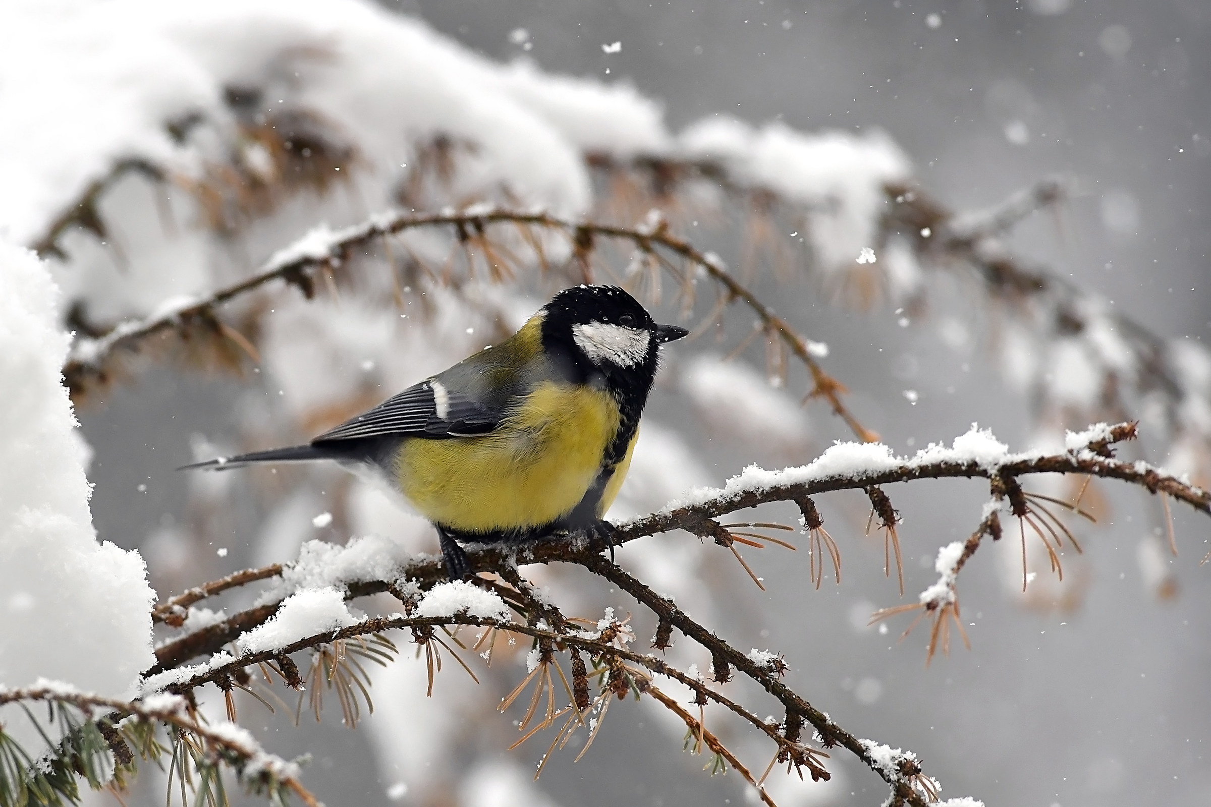 Cielo grigio su - foglie gialle giù...