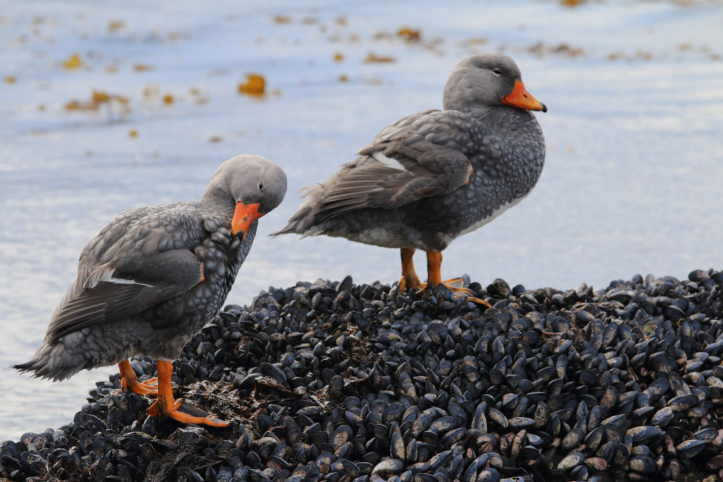 Seabirds in Ushuaia