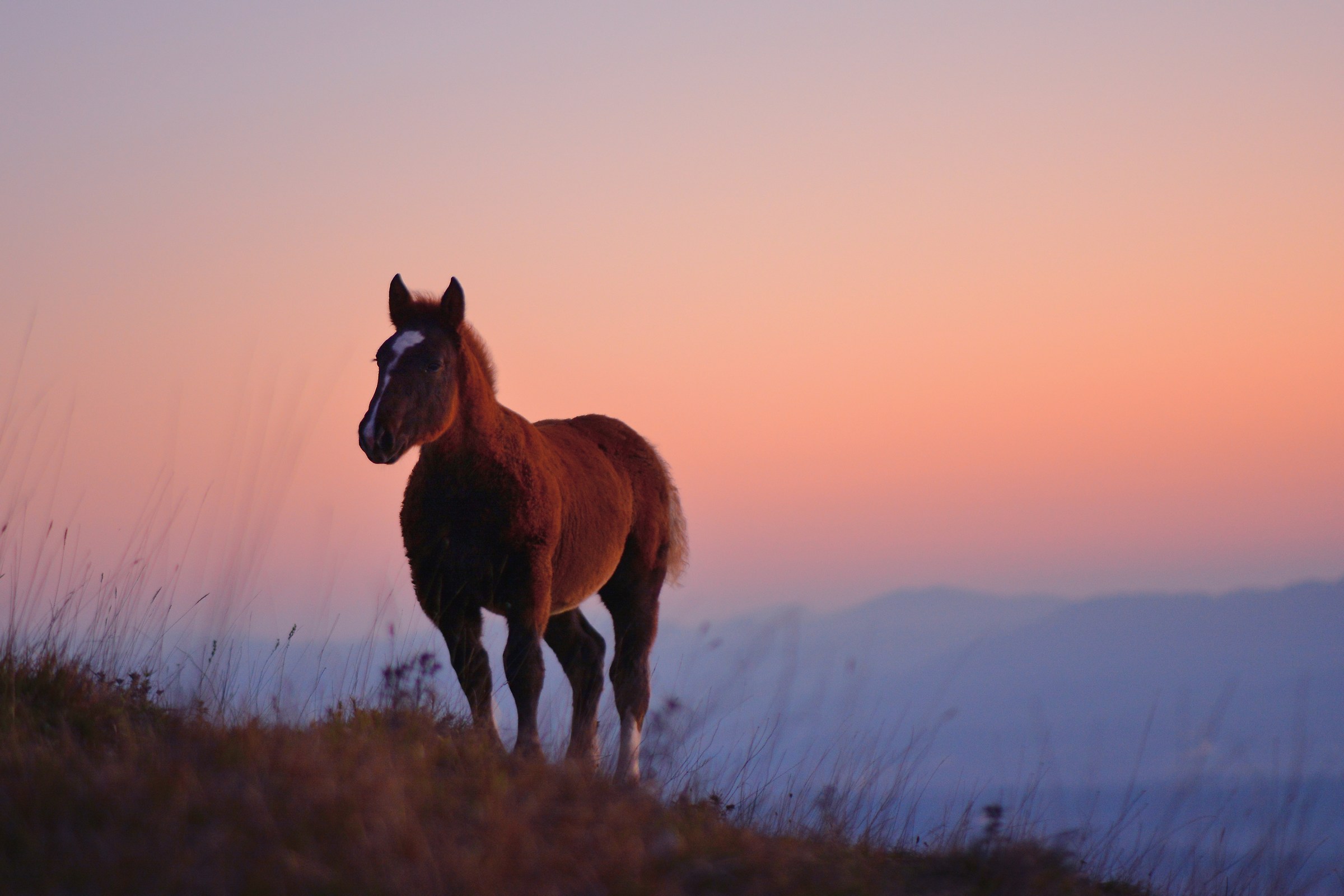 Horse of Mount Subasio