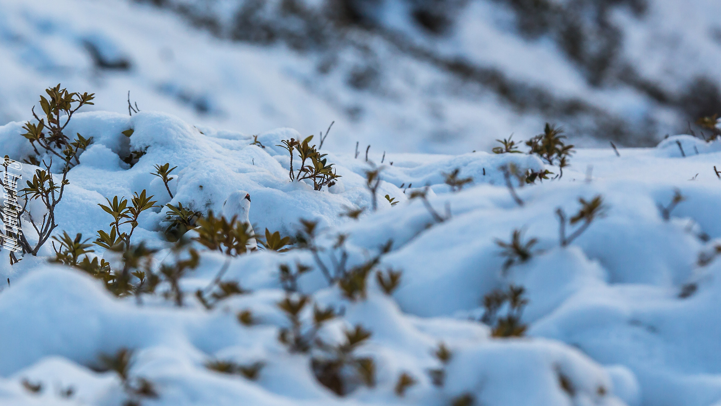 Pernice bianca Valsassina